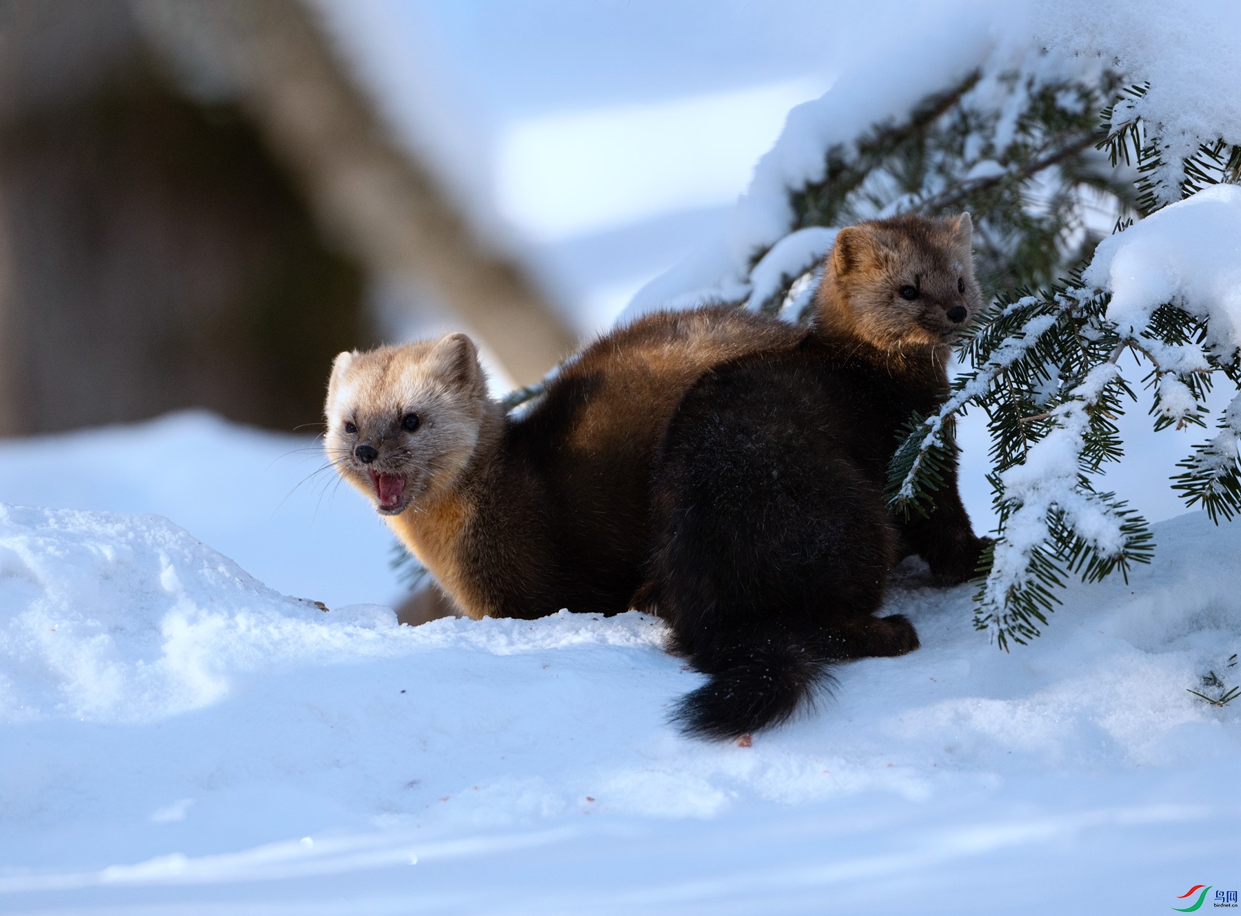 DSC_0248 ����1_����.jpg