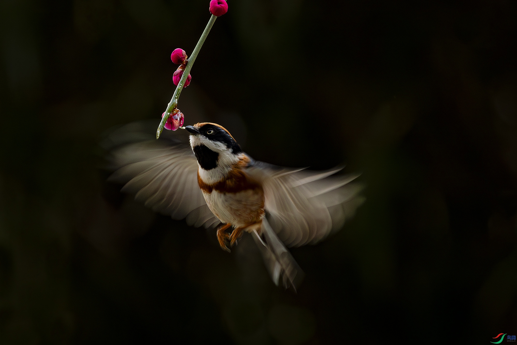 055A6477-����ǿ-NR ����.jpg