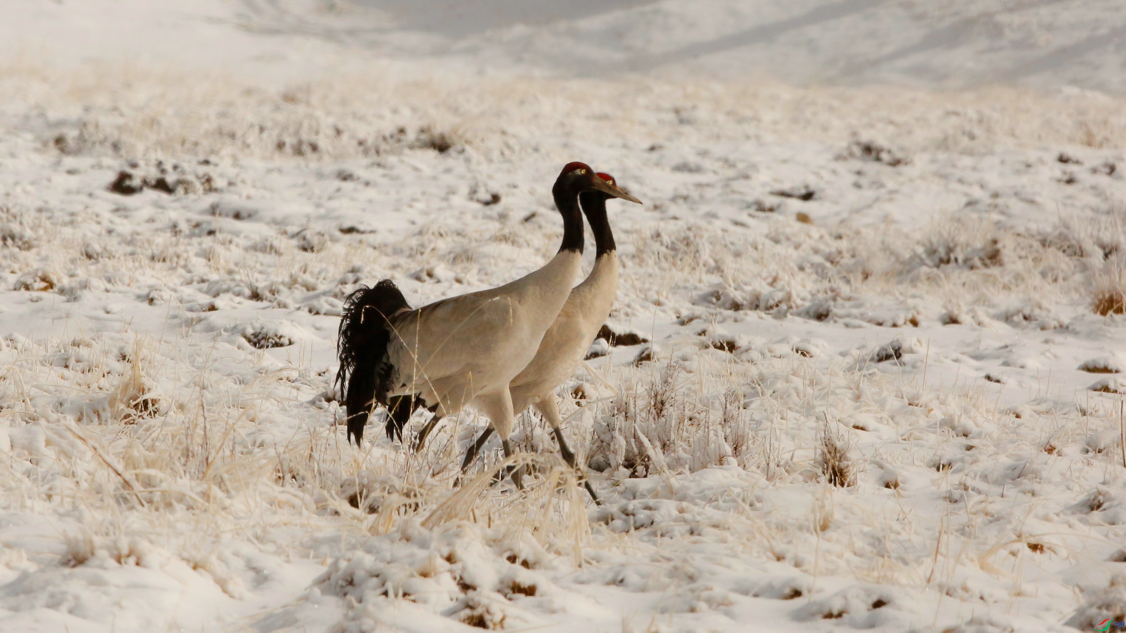 _39A5759 - ����.JPG