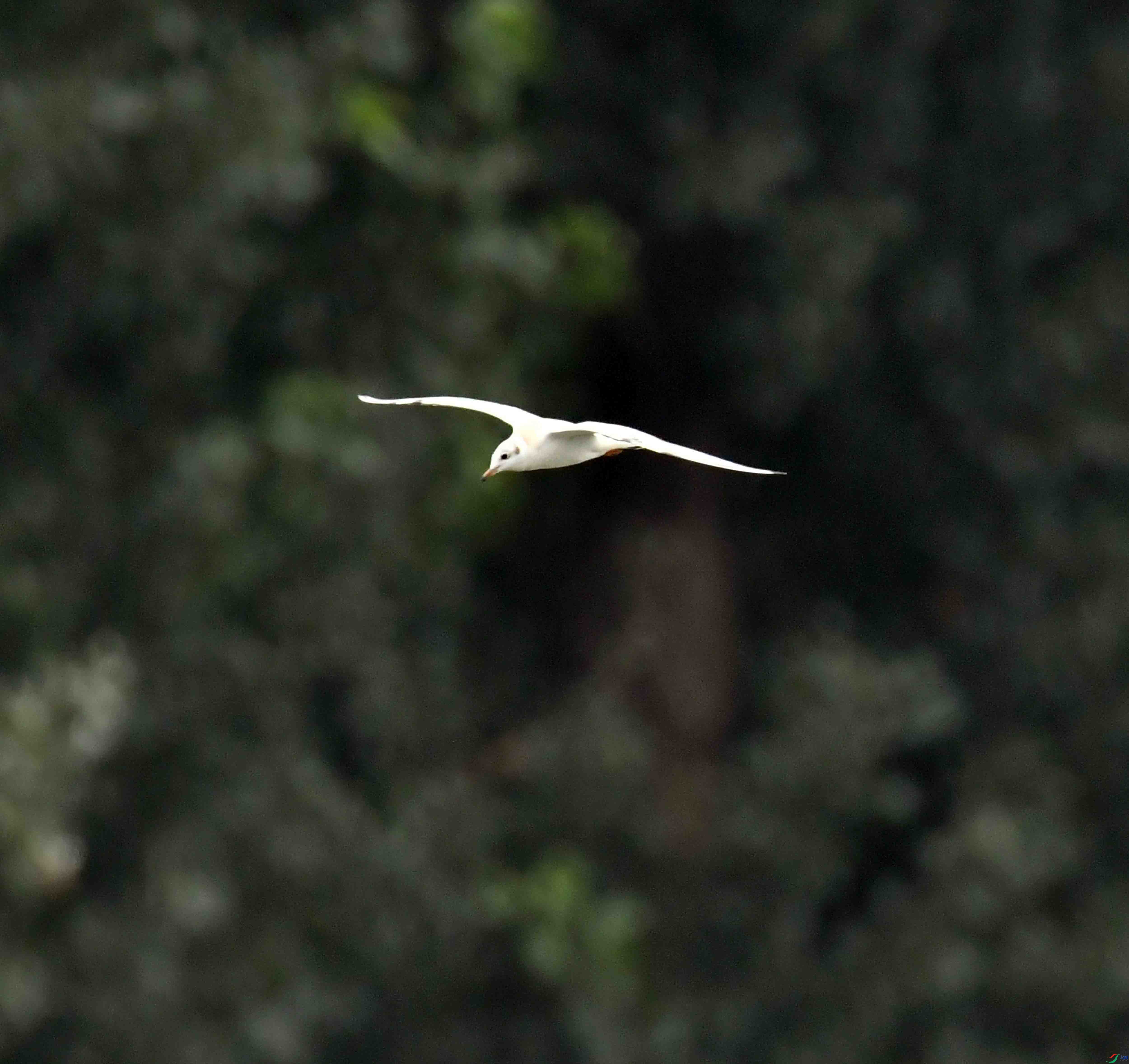DSC_6951.JPG