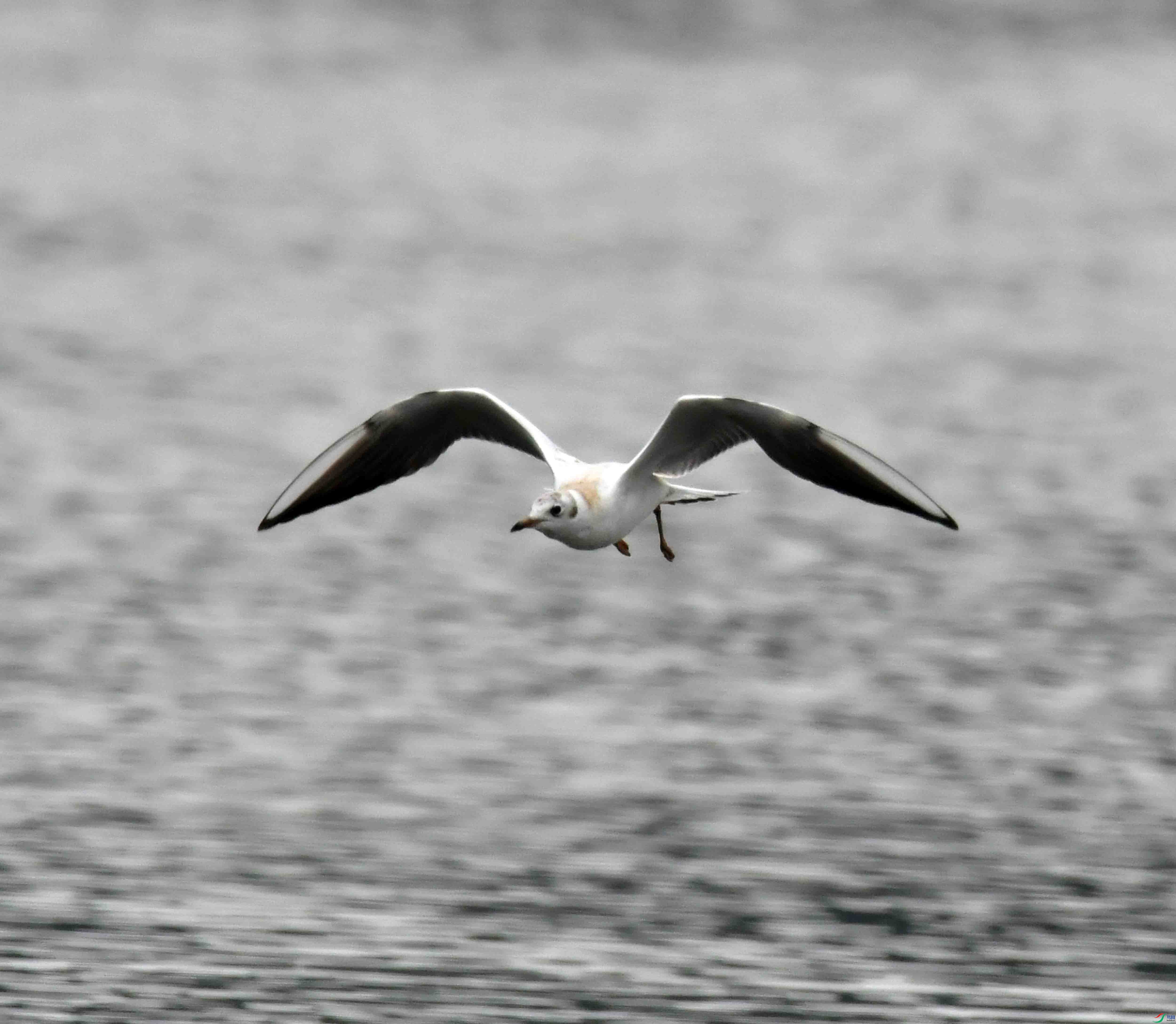 DSC_7022.JPG