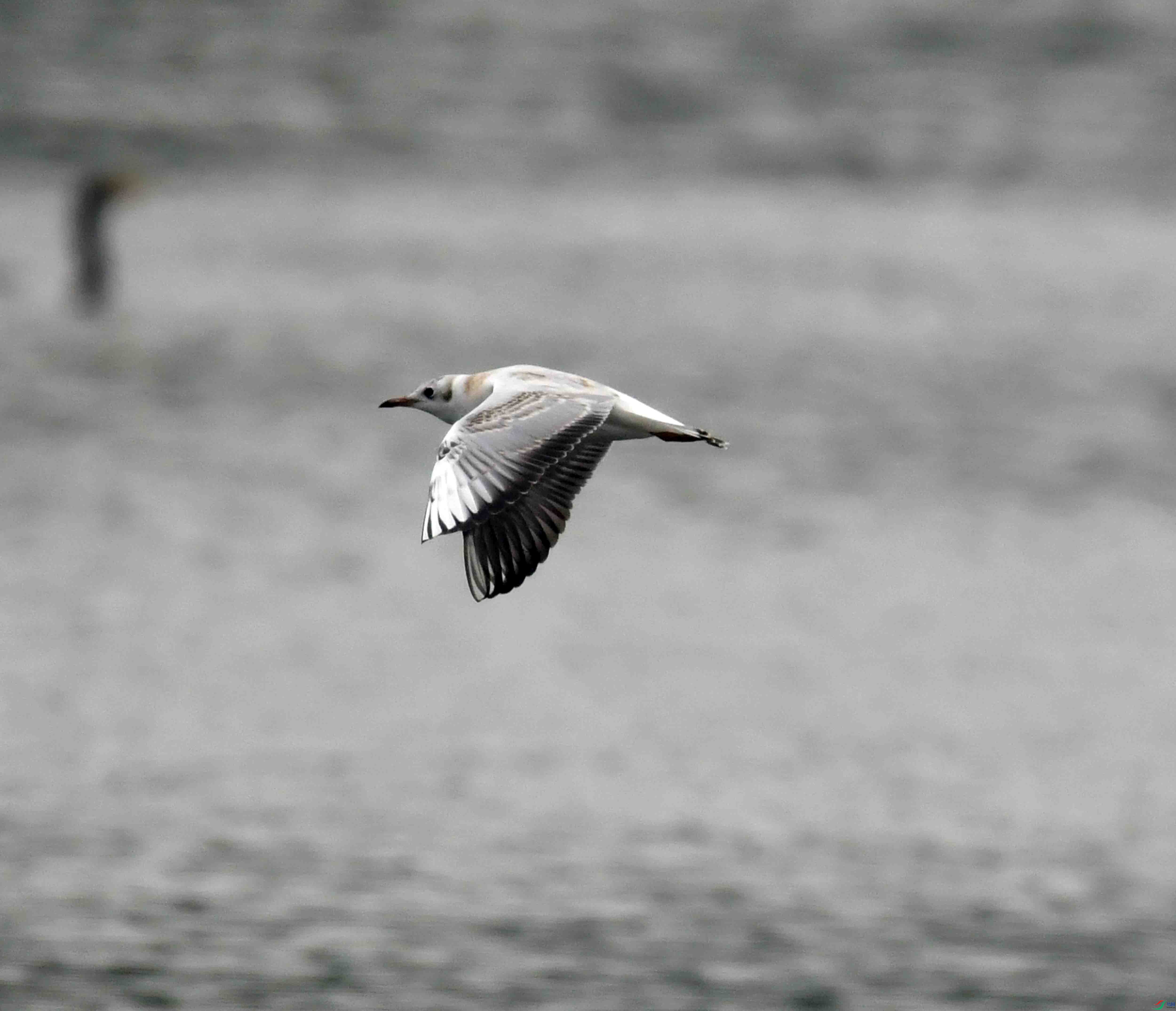 DSC_7037.JPG
