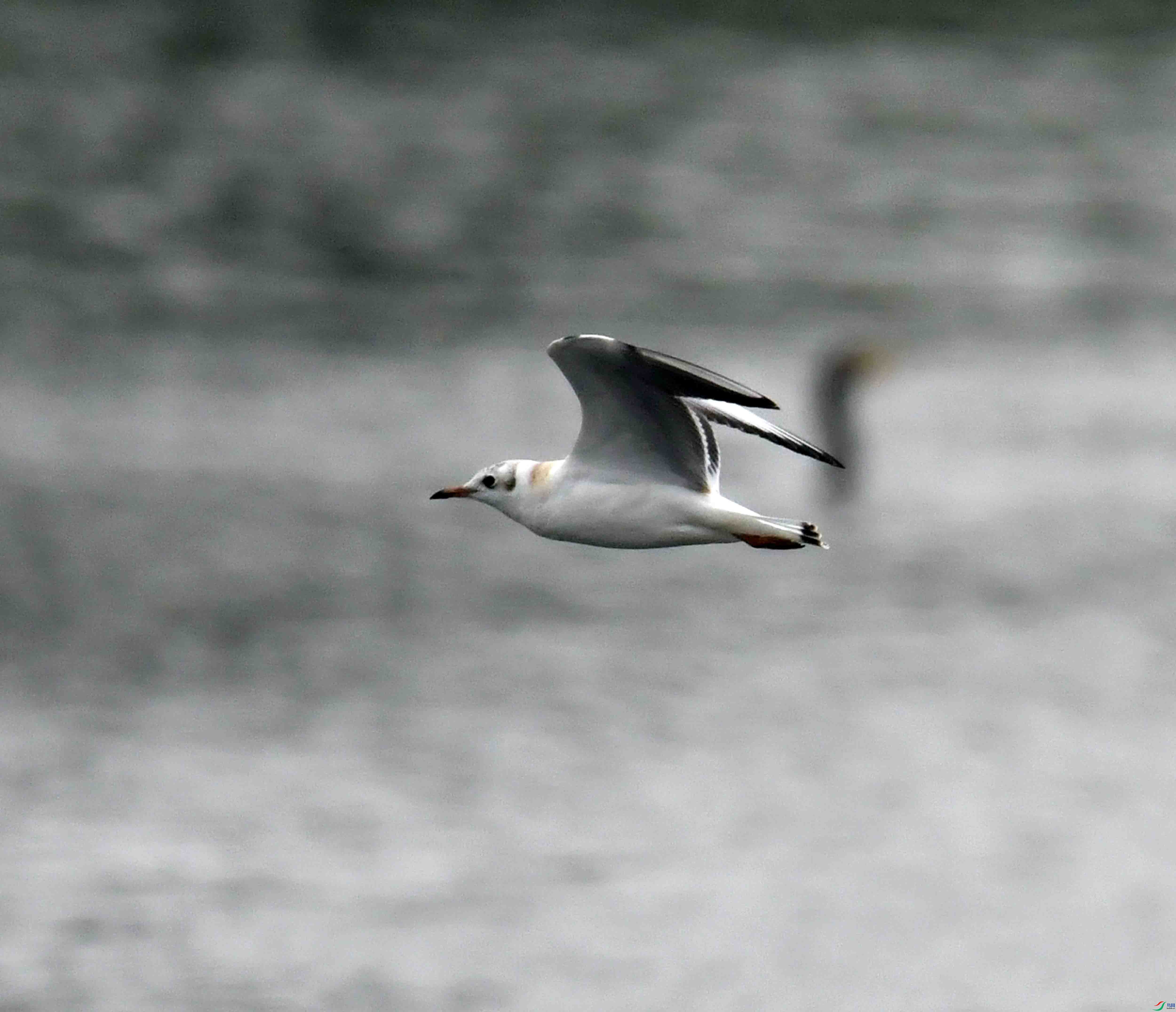 DSC_7038.JPG