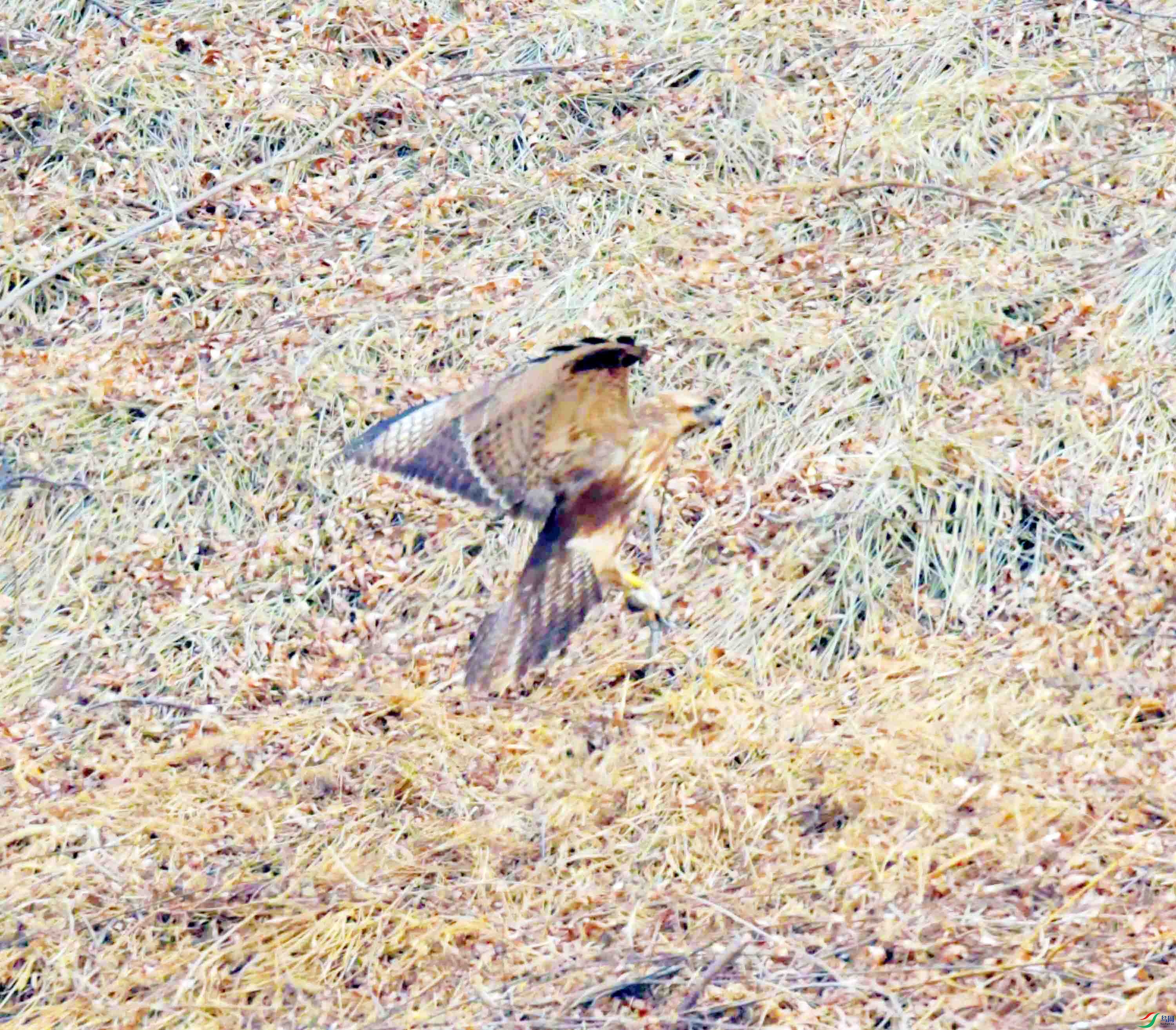 DSC_2620.JPG
