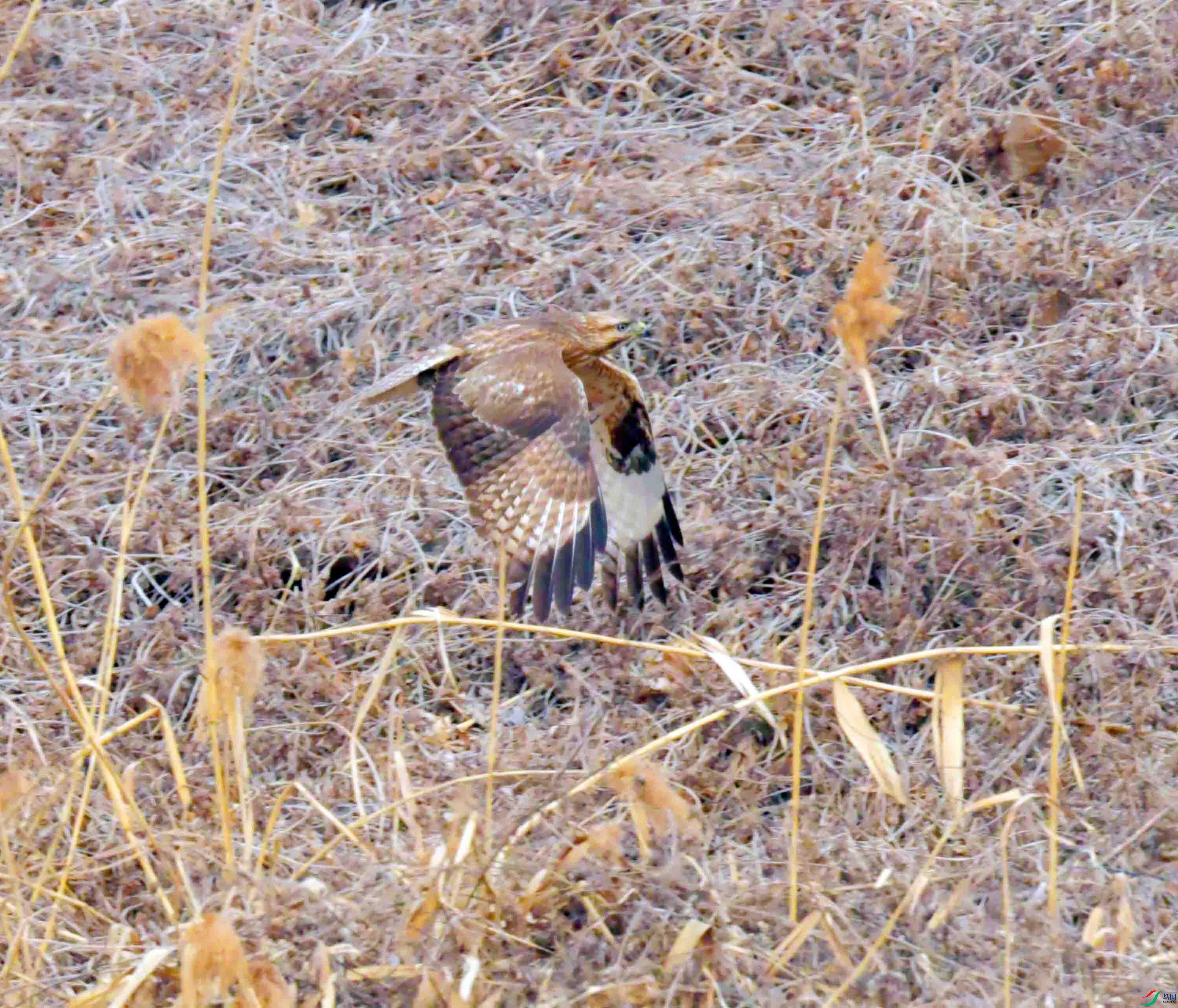 DSC_2616.JPG