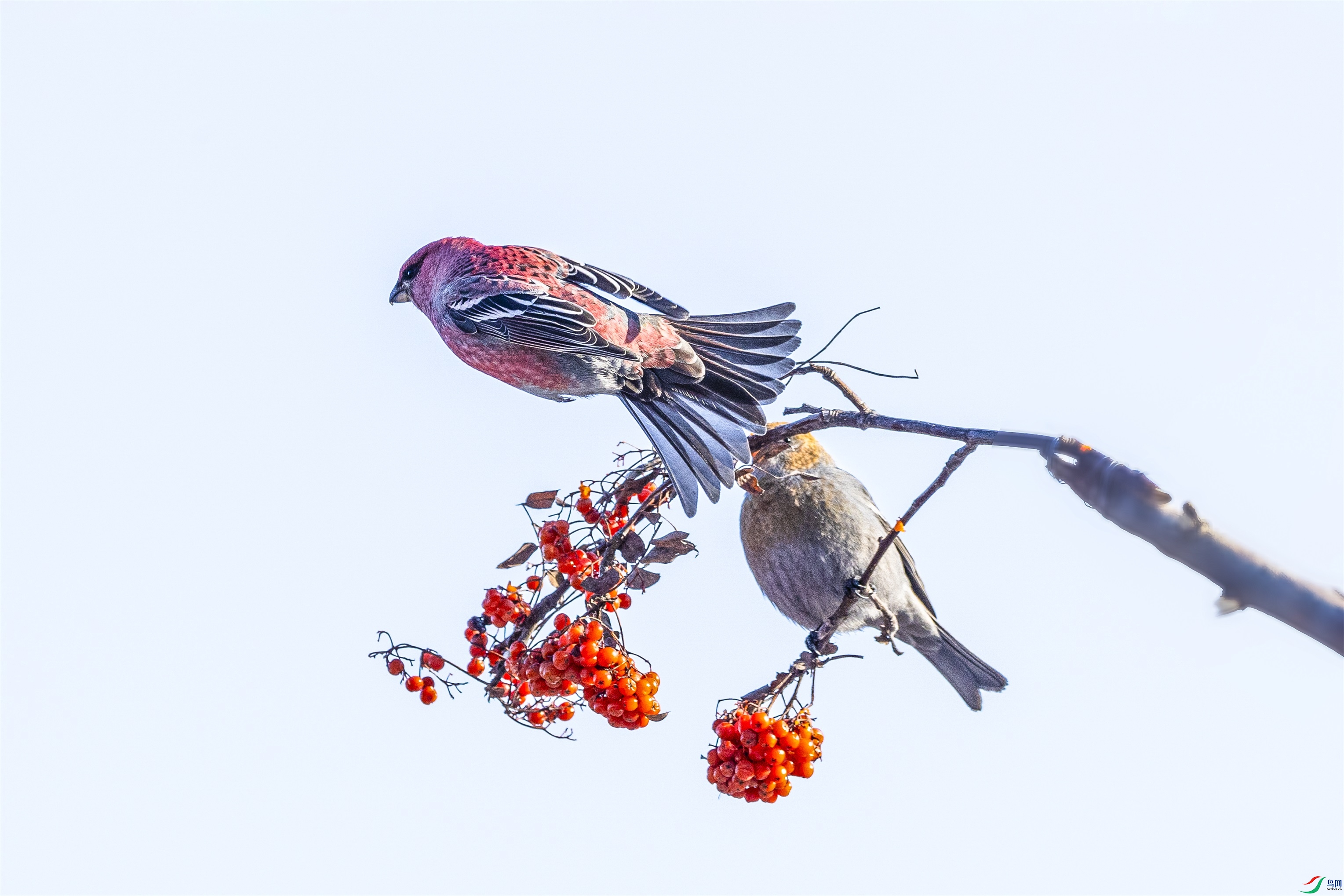 1K3A8681 ����1.jpg