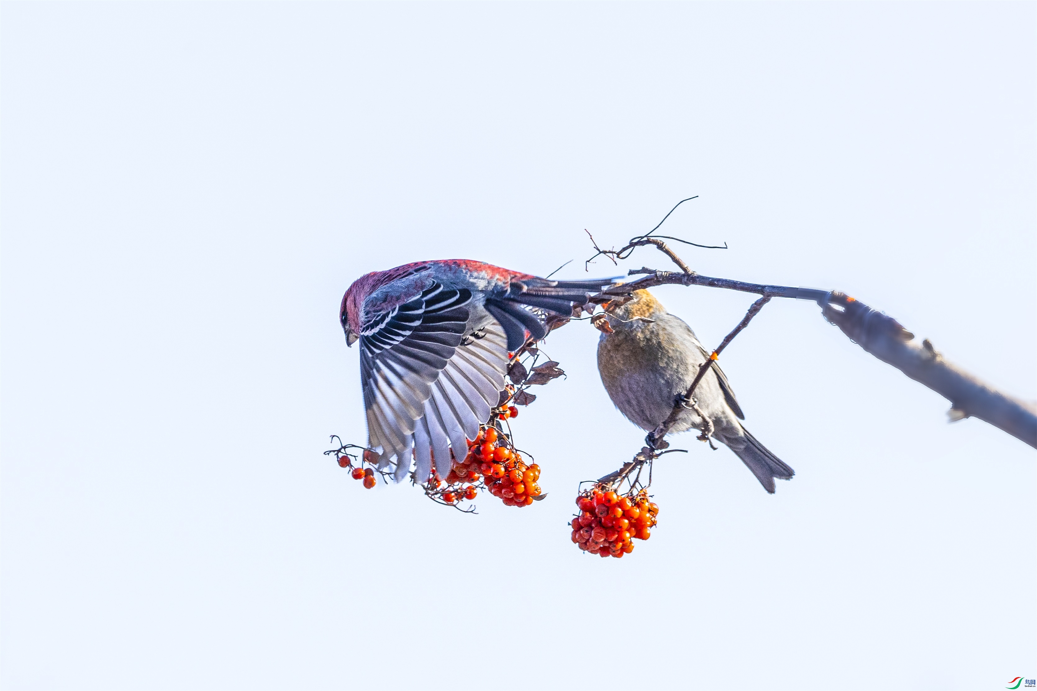 1K3A8683 ����1.jpg