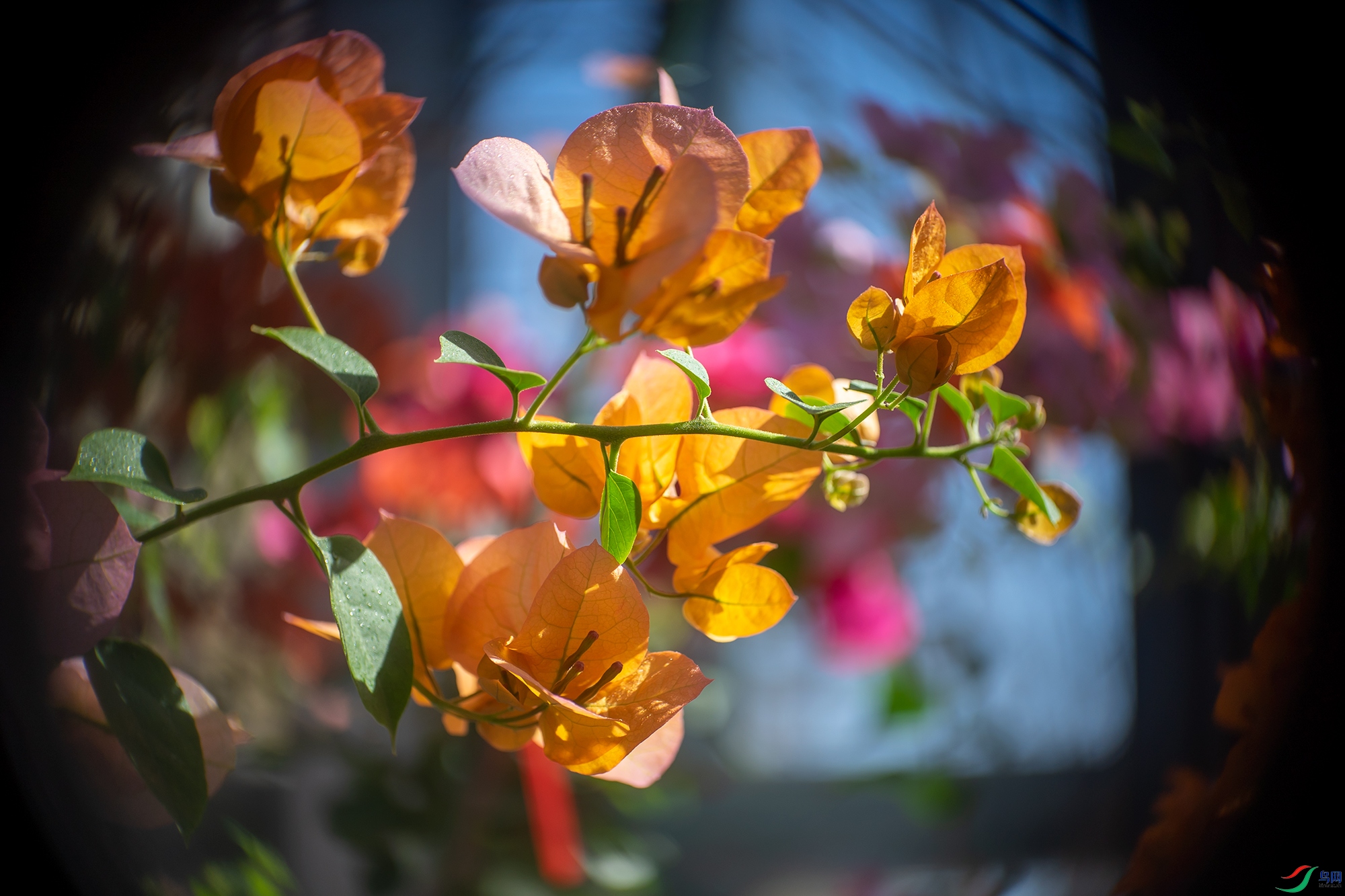 _DSC9024.jpg