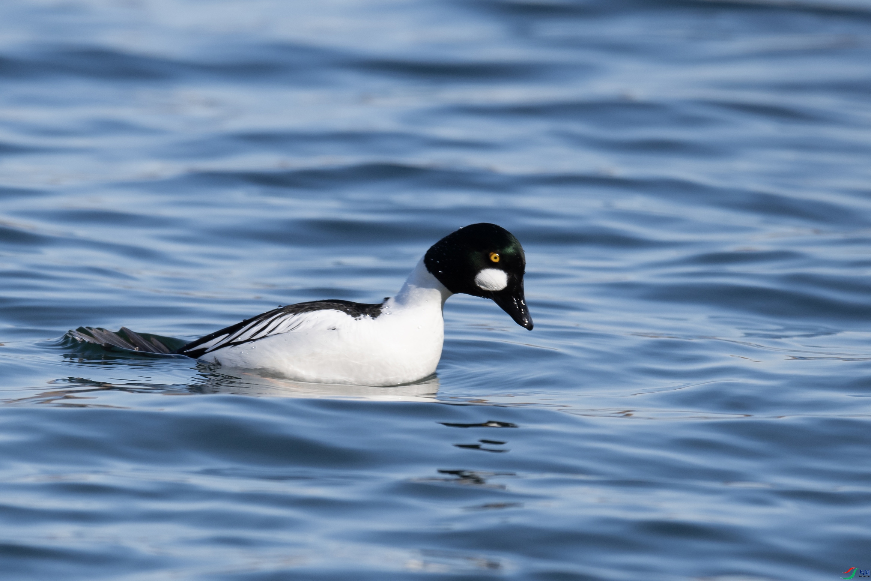 DSC_1136 ����.jpg