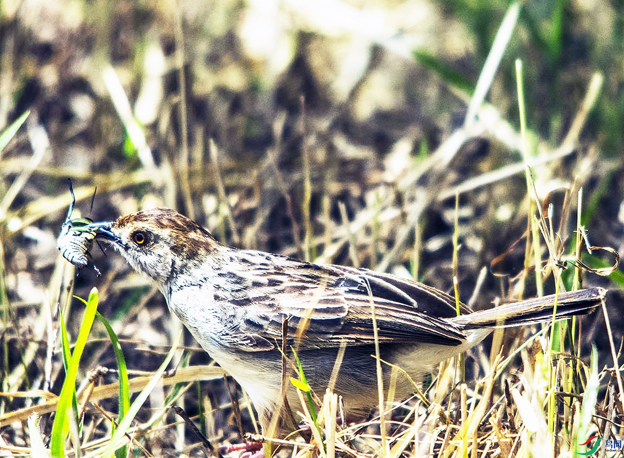 DSC_1334 ������βݺ.jpg