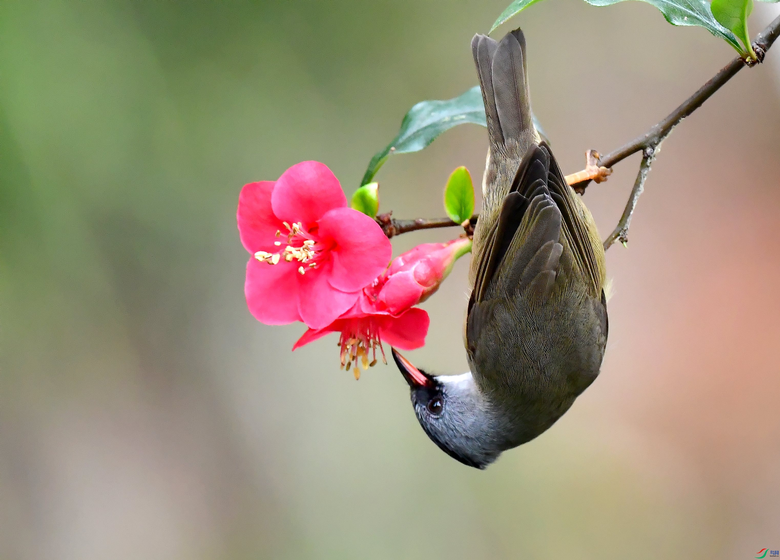 DSC_2856_conew6.jpg