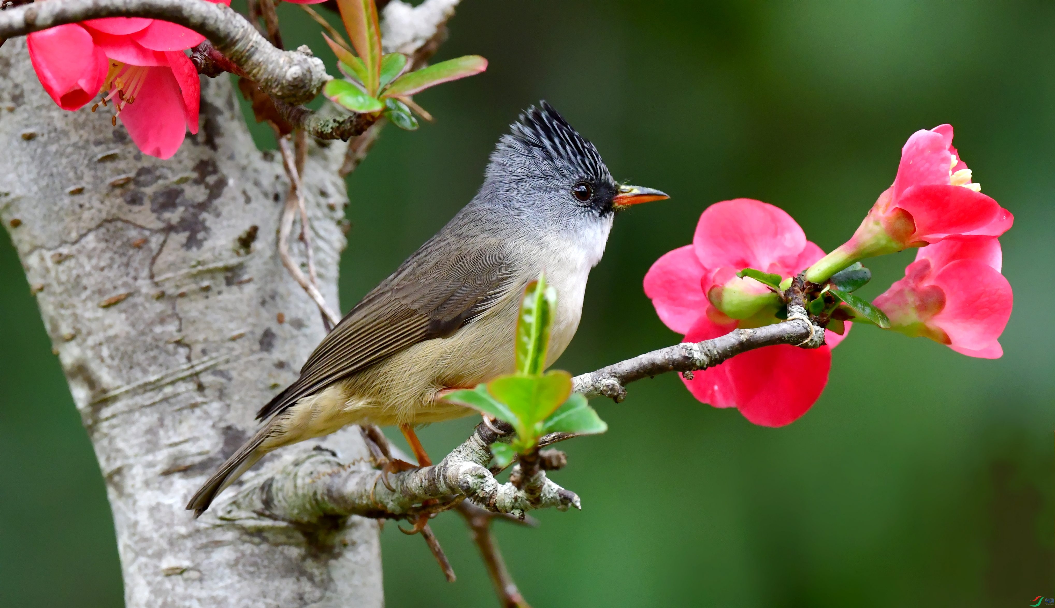DSC_2729_conew1.jpg
