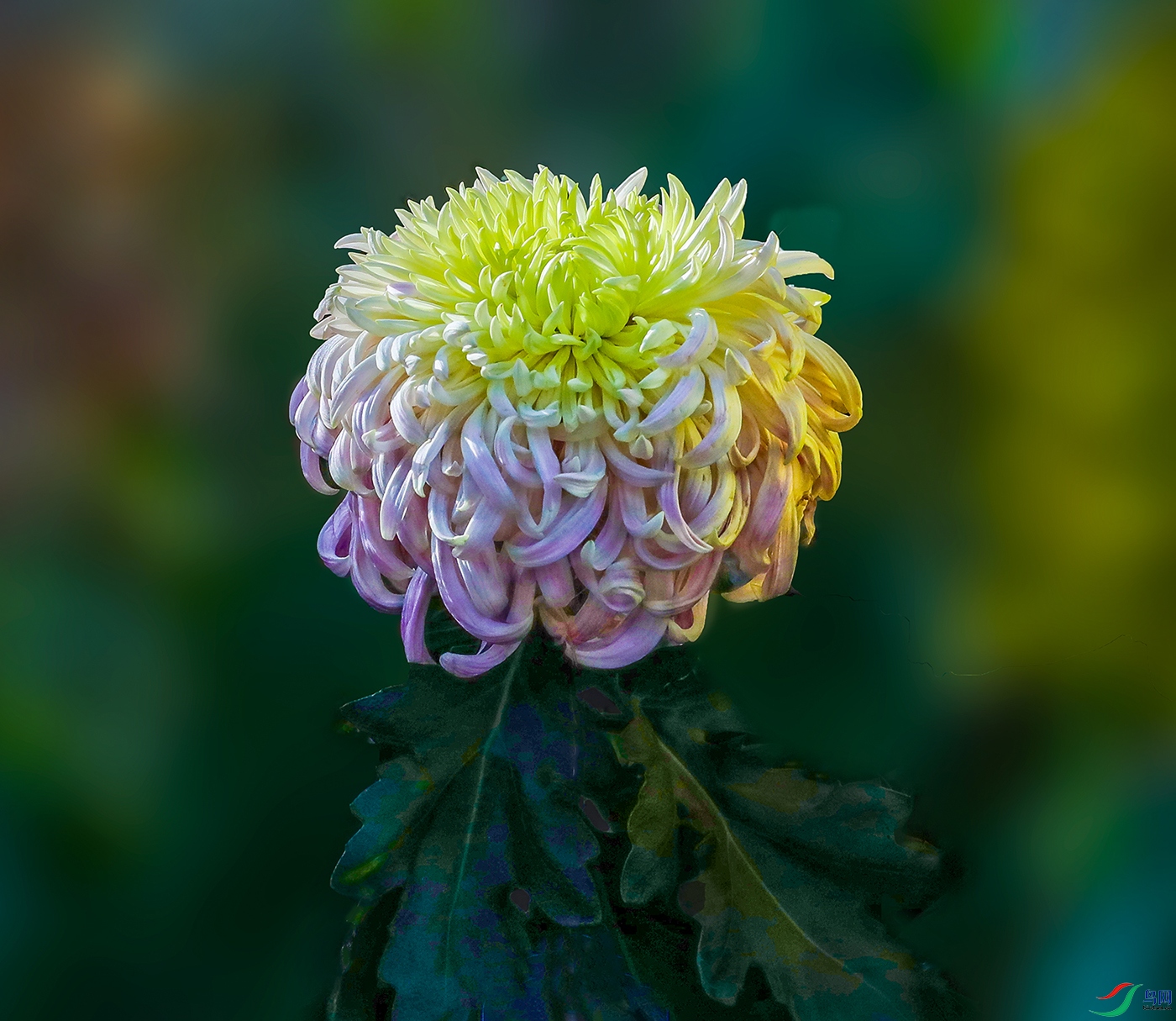 0000583A0299 ƽɳ���� 1000k.jpg