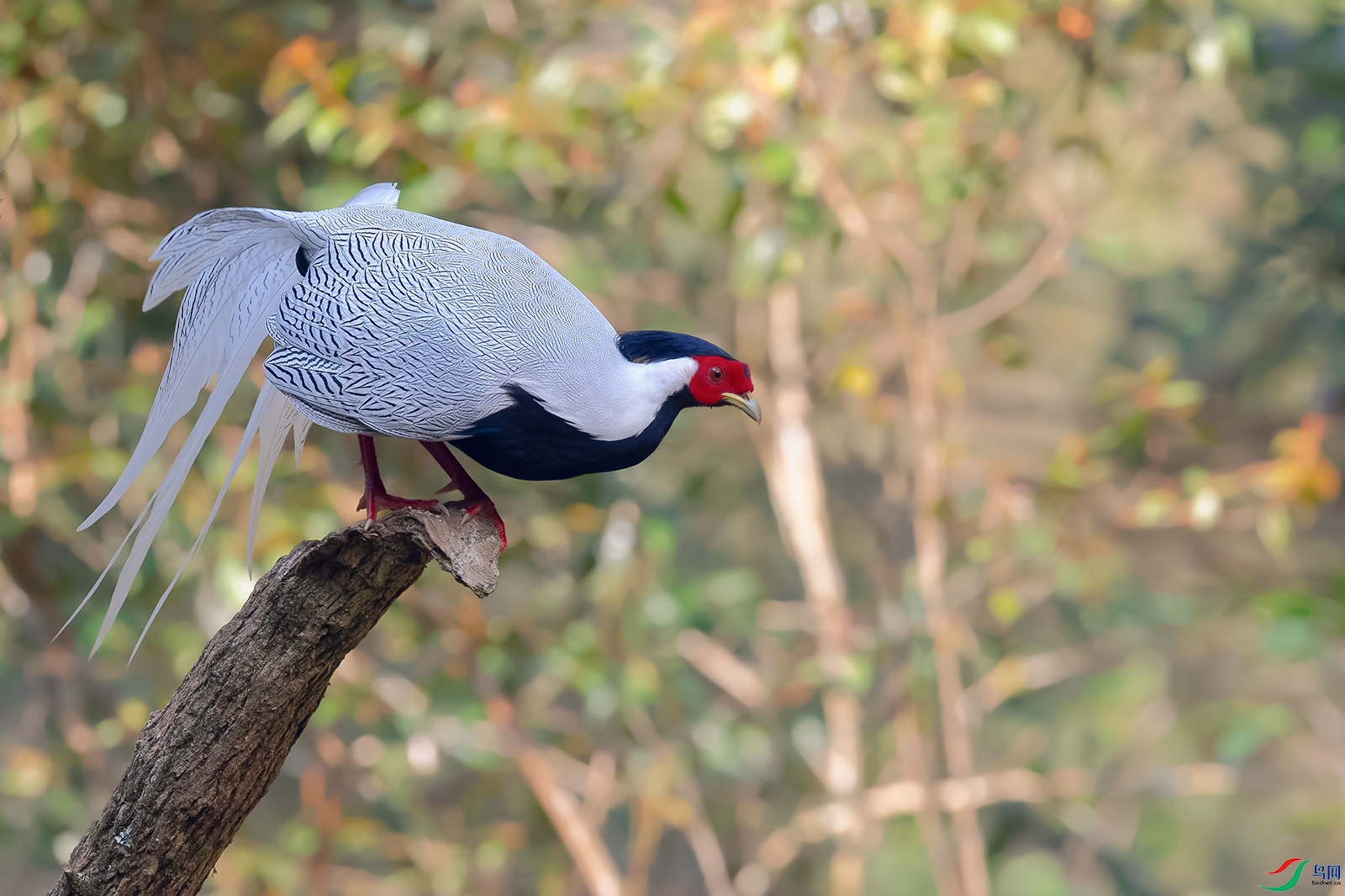 DSC_0494_DxOa.jpg