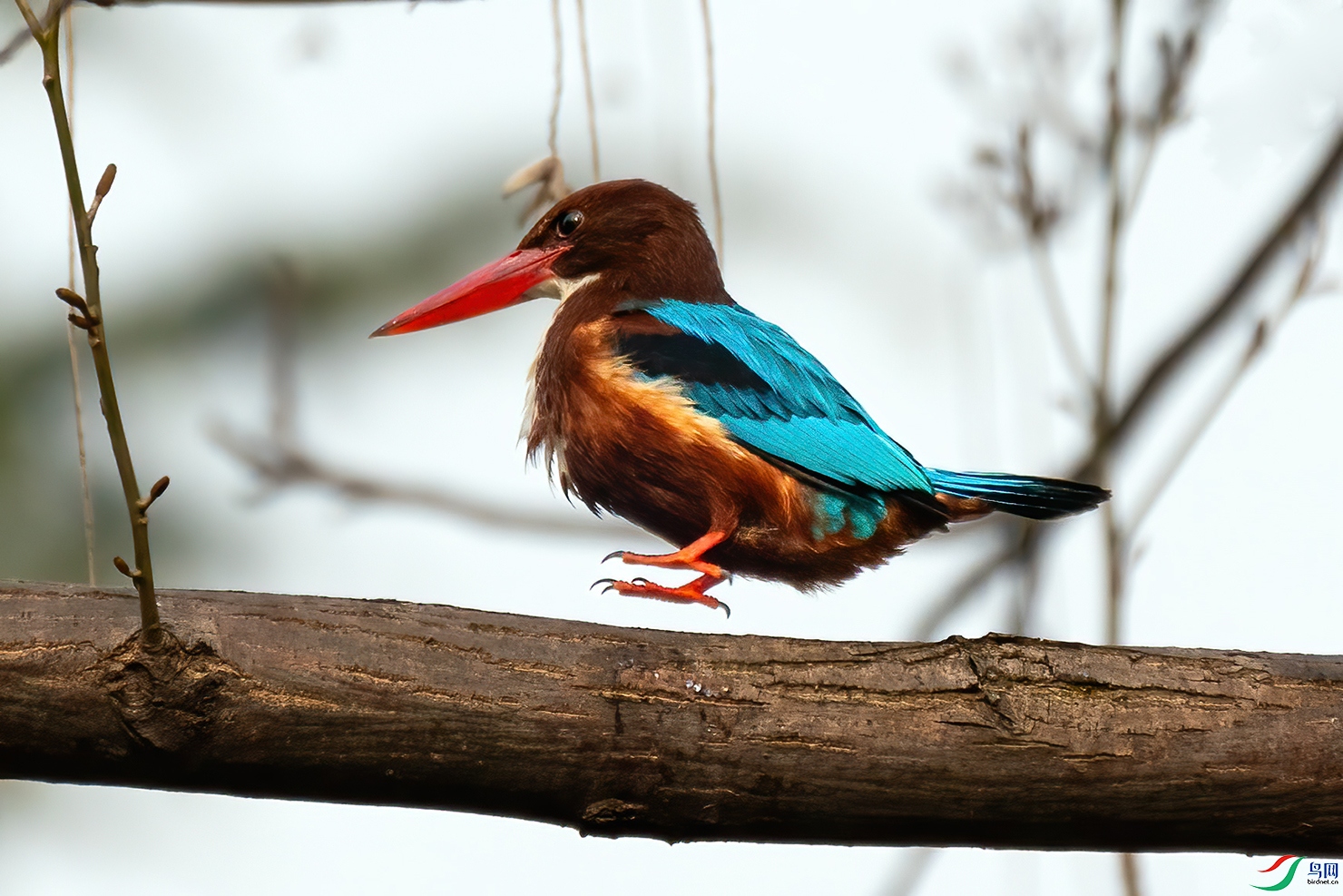 ��ת��λ�еİ������