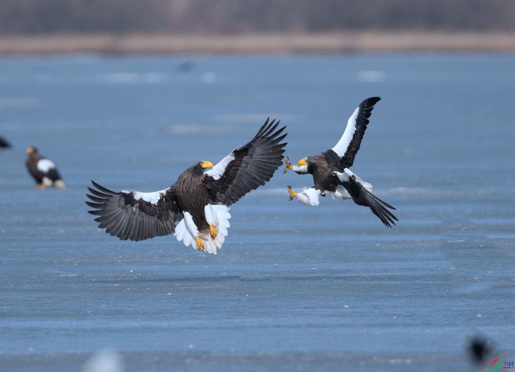 DSC_9451 ����_����.jpg