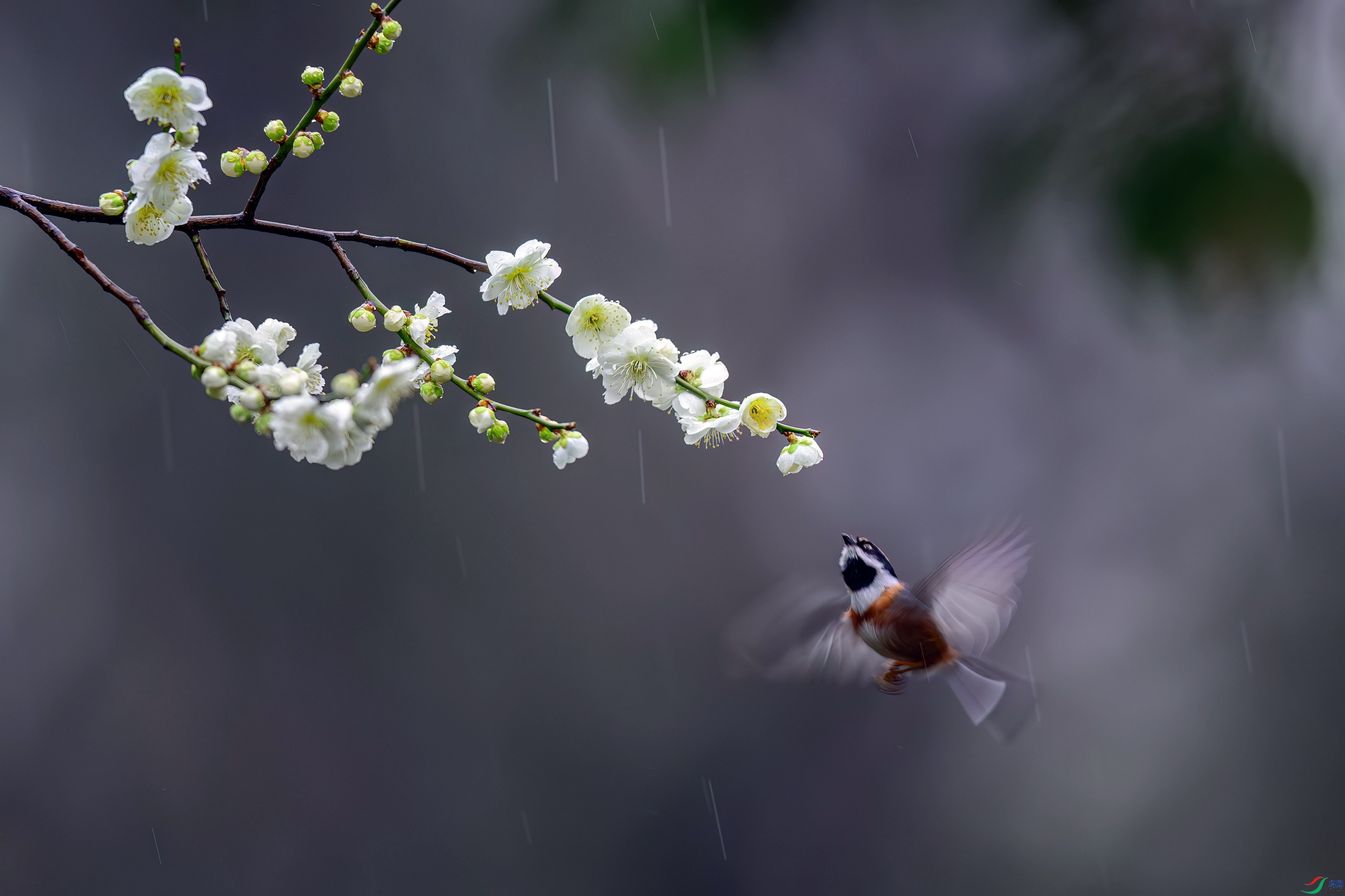 _DSC8528 ����F01.jpg