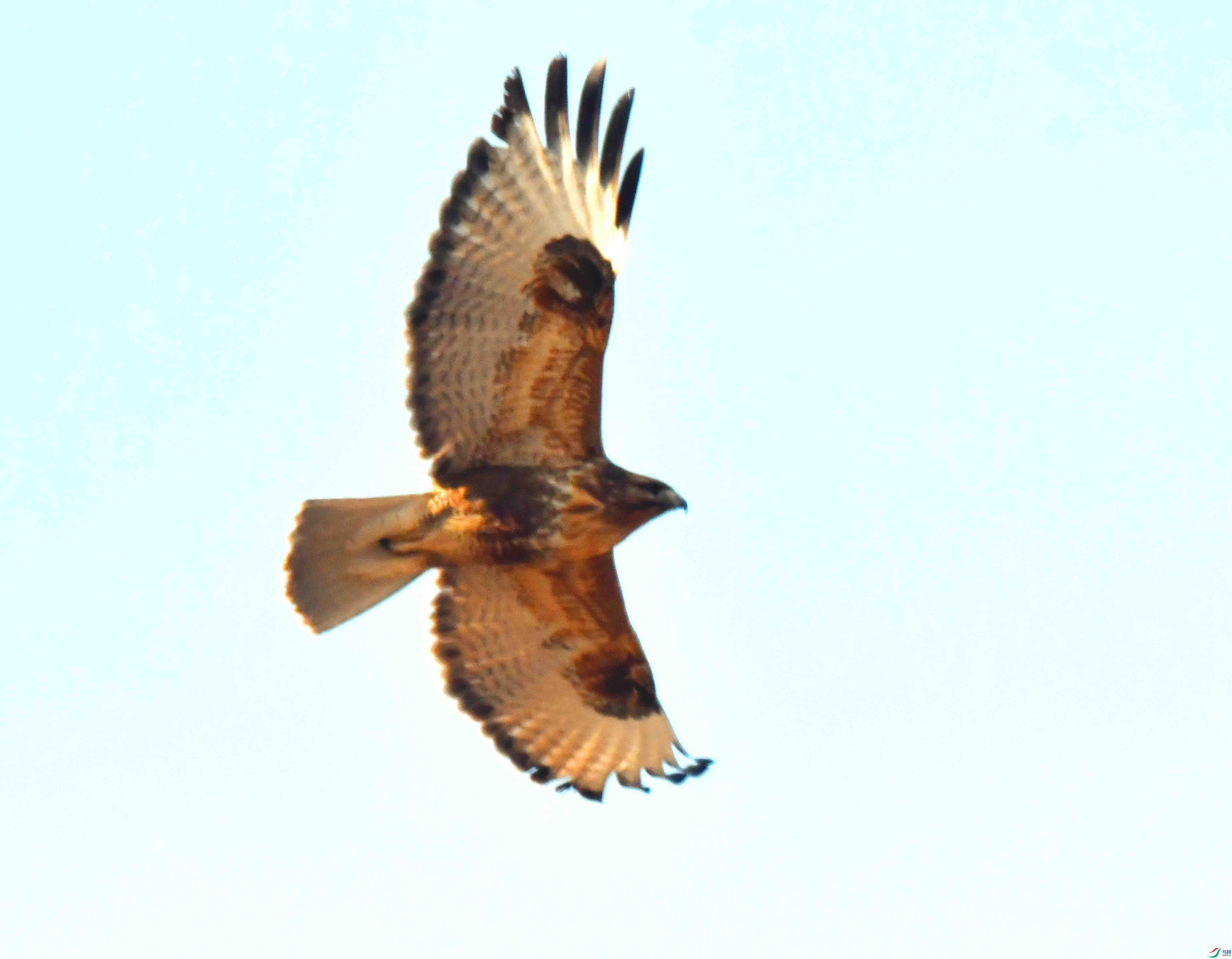DSC_3095.JPG
