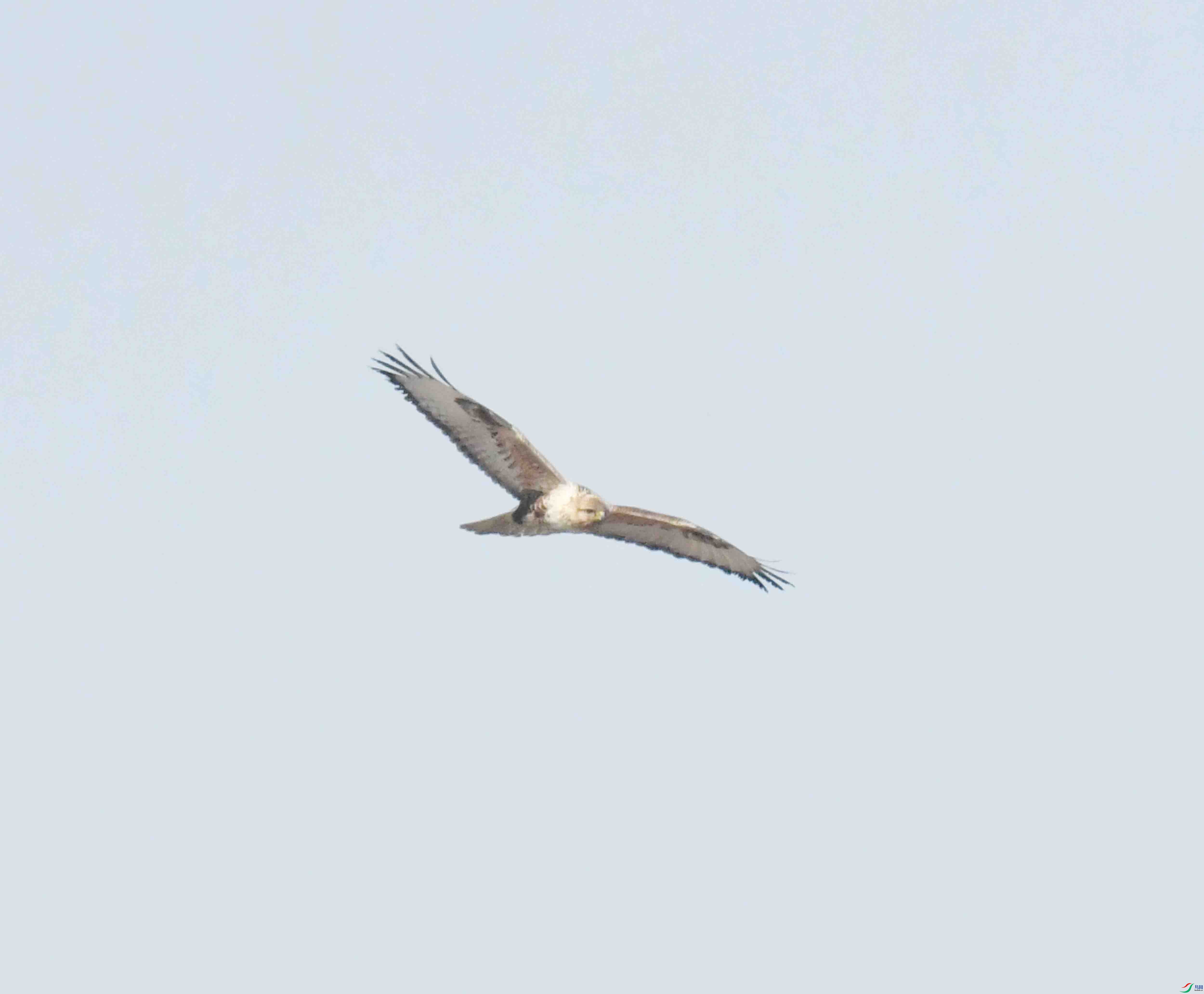DSC_3184.JPG