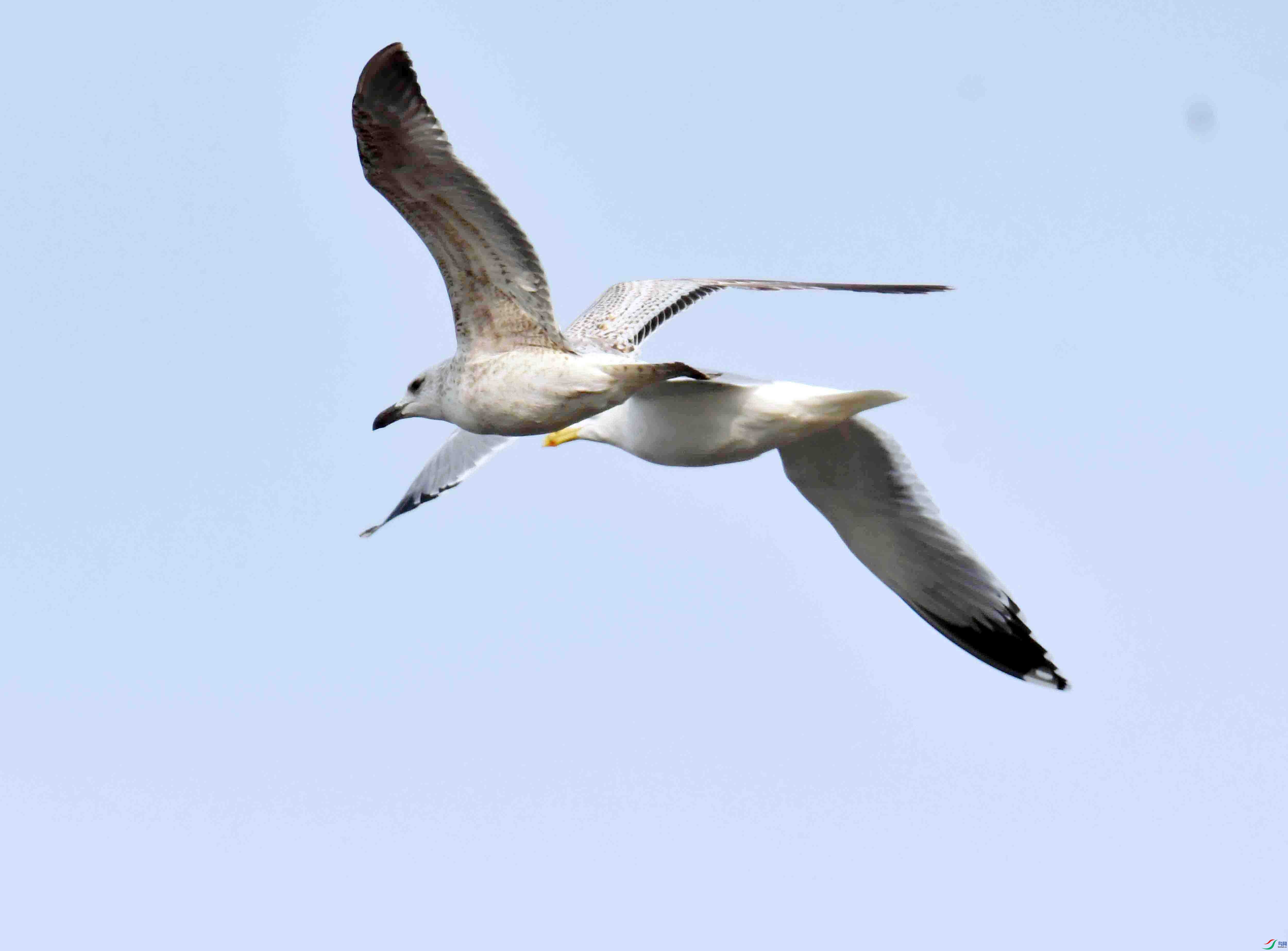 DSC_2338.JPG