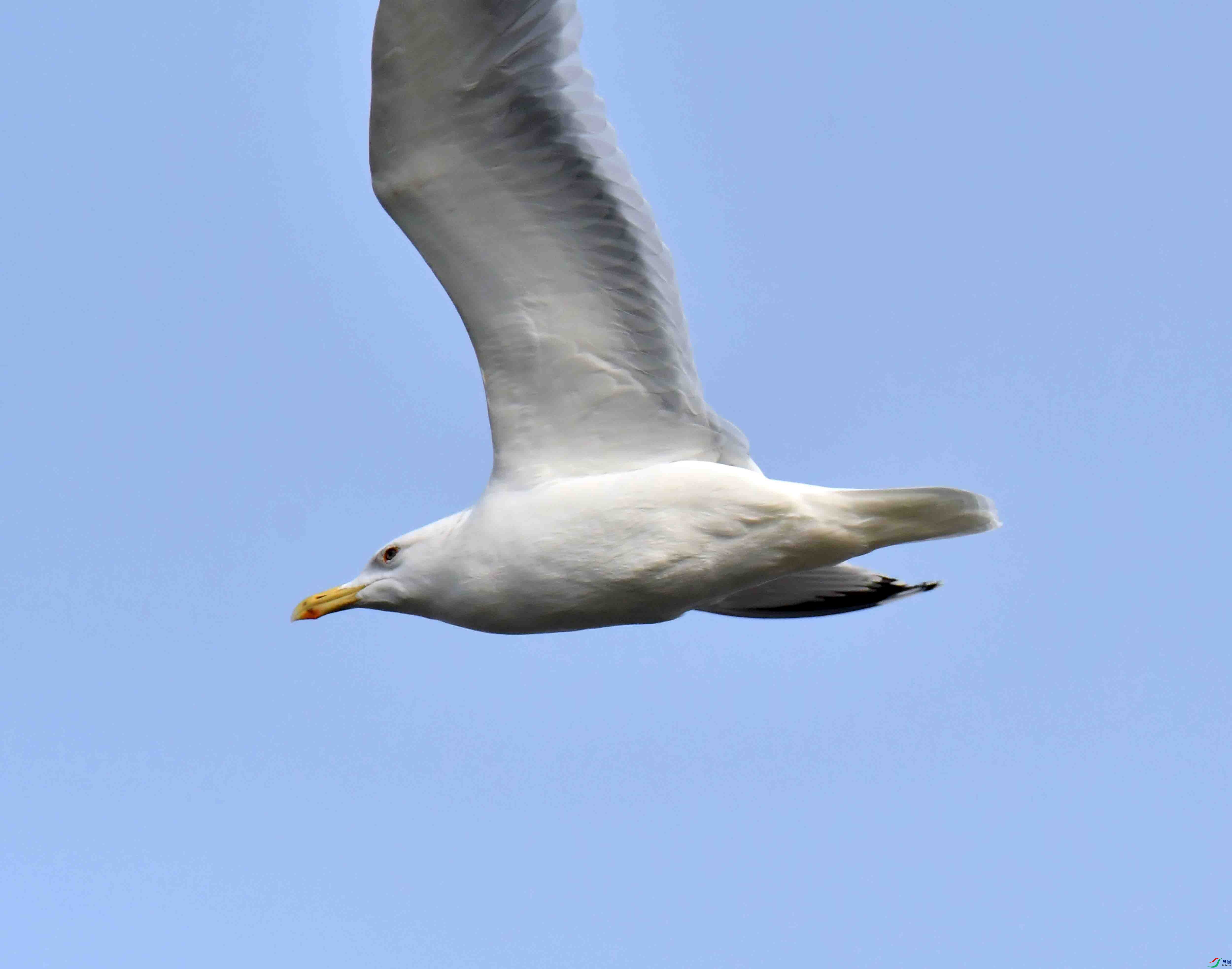 DSC_2331.JPG