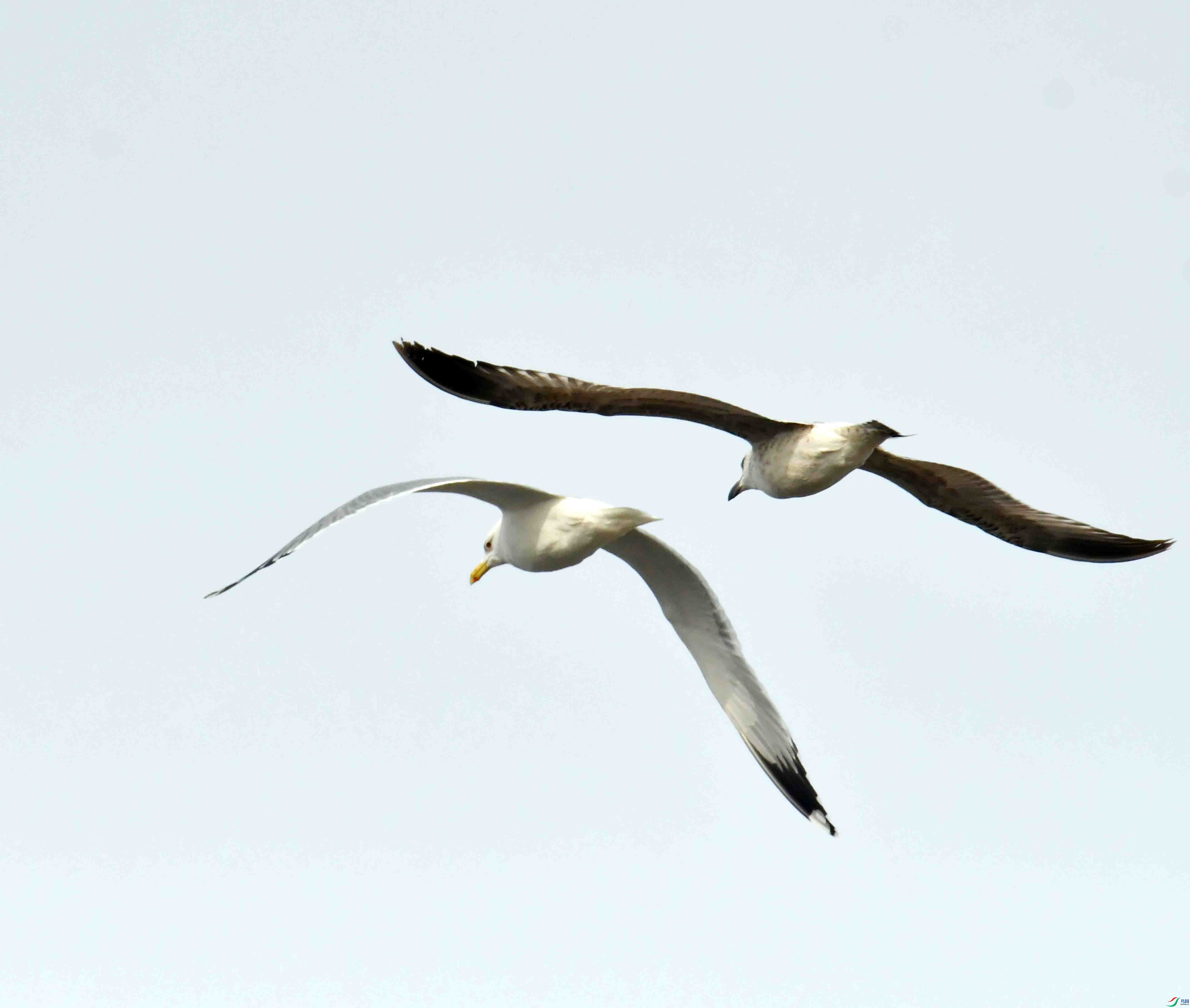 DSC_2342.JPG