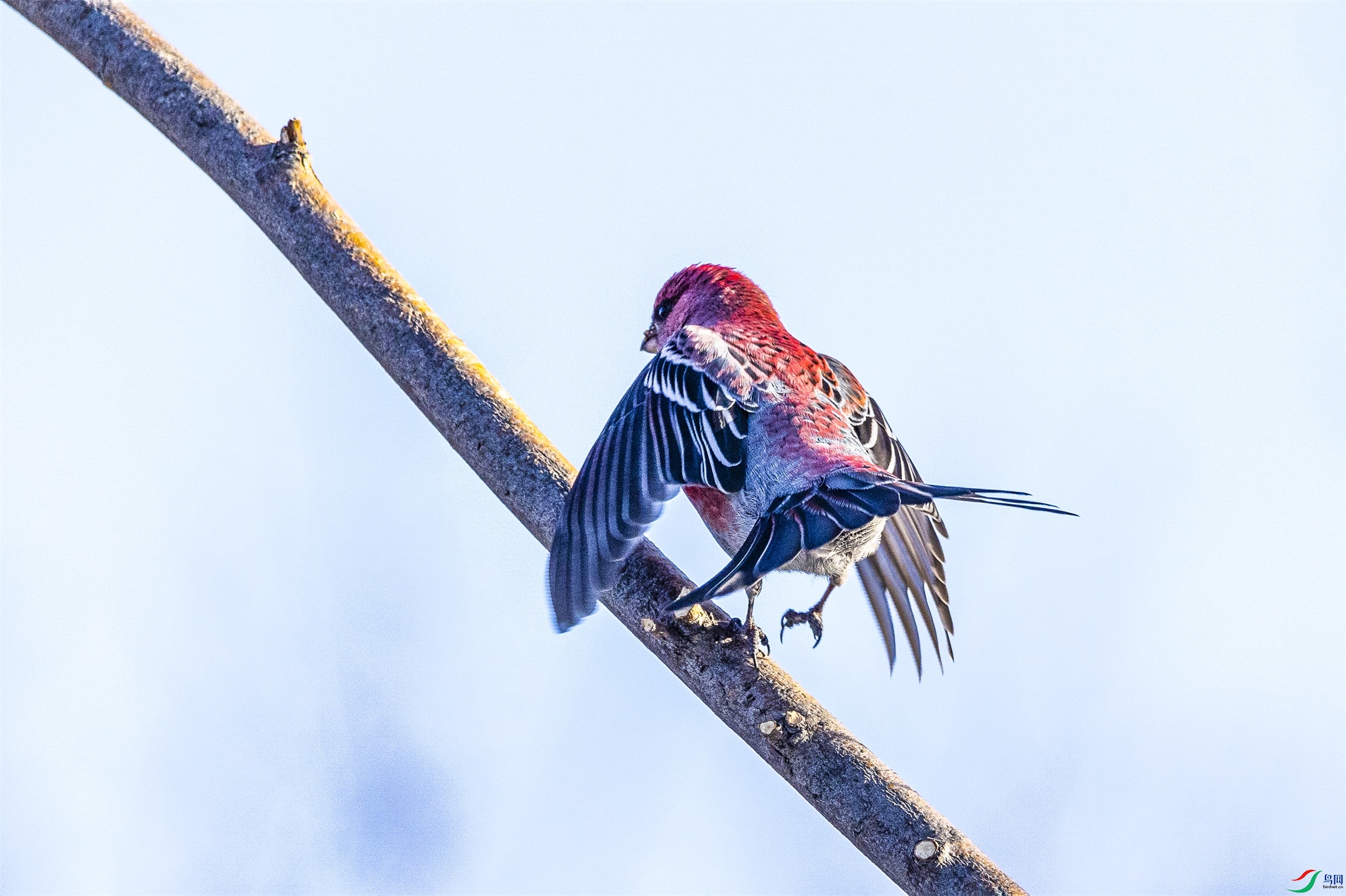 1K3A8526 ����1.jpg