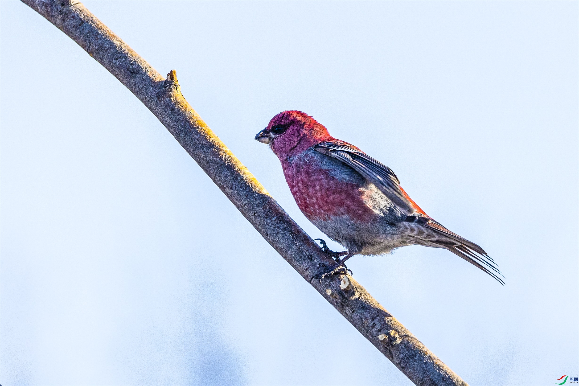 1K3A8529 ����1.jpg