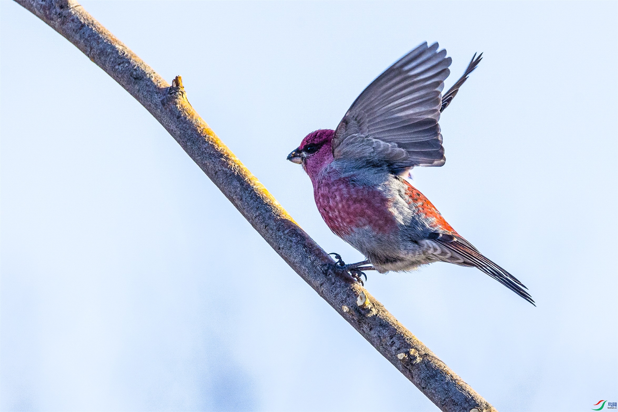 1K3A8528 ����1.jpg