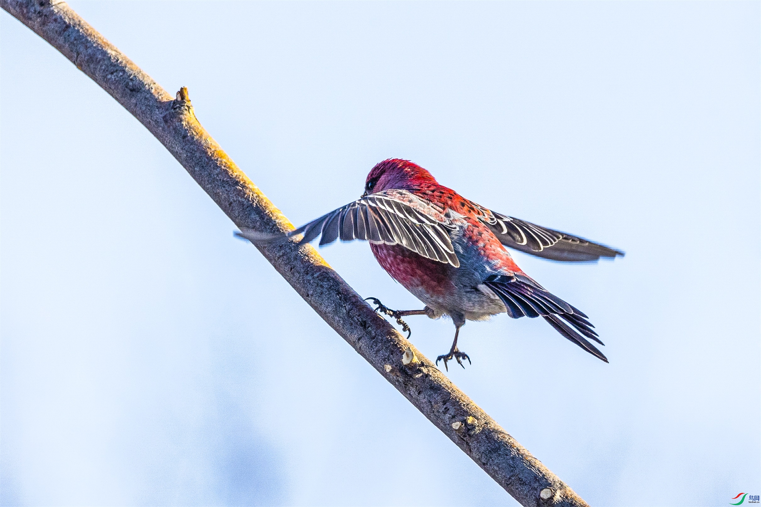 1K3A8527 ����1.jpg