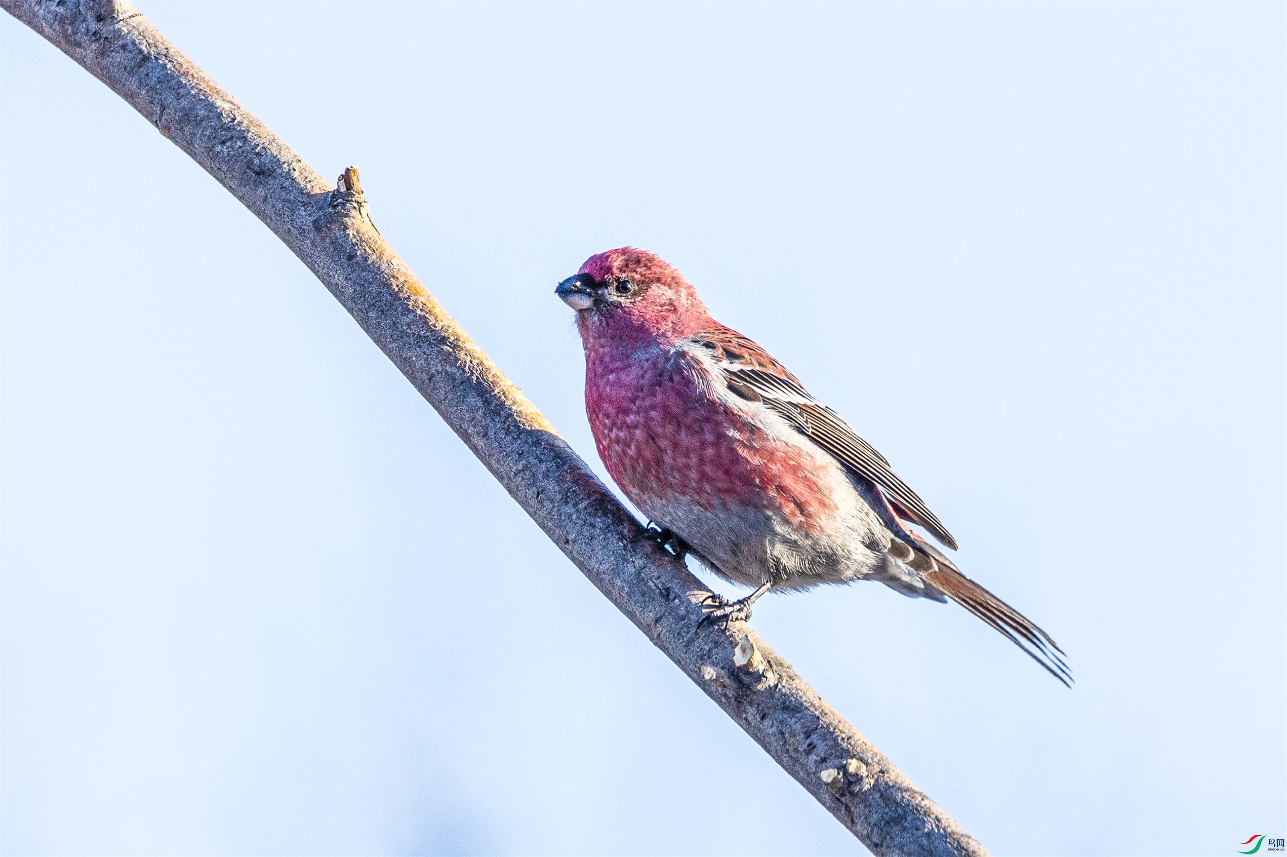 1K3A8532 ����1.jpg