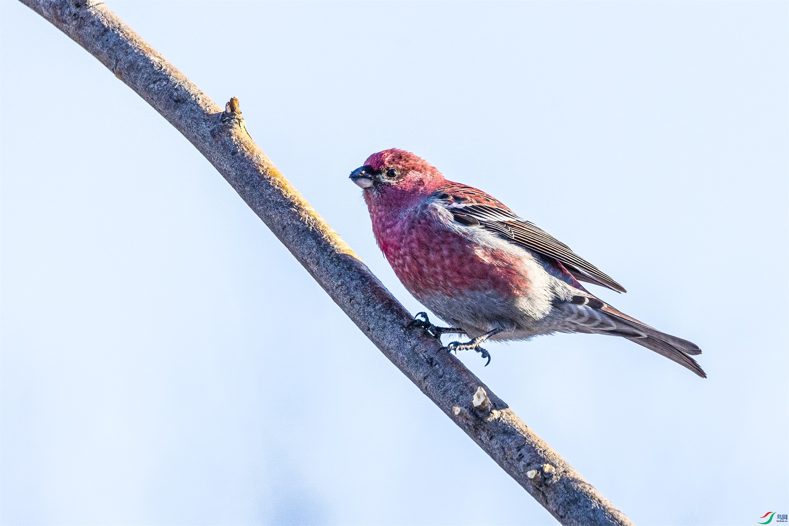 1K3A8531 ����1.jpg