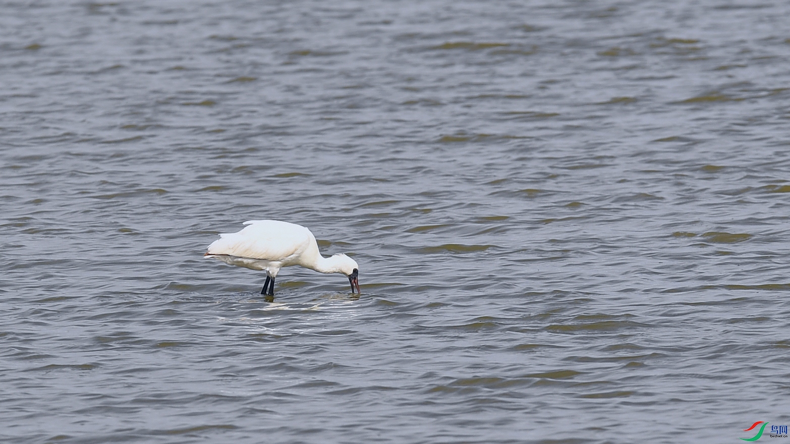 DSC_5772_DxOa.jpg