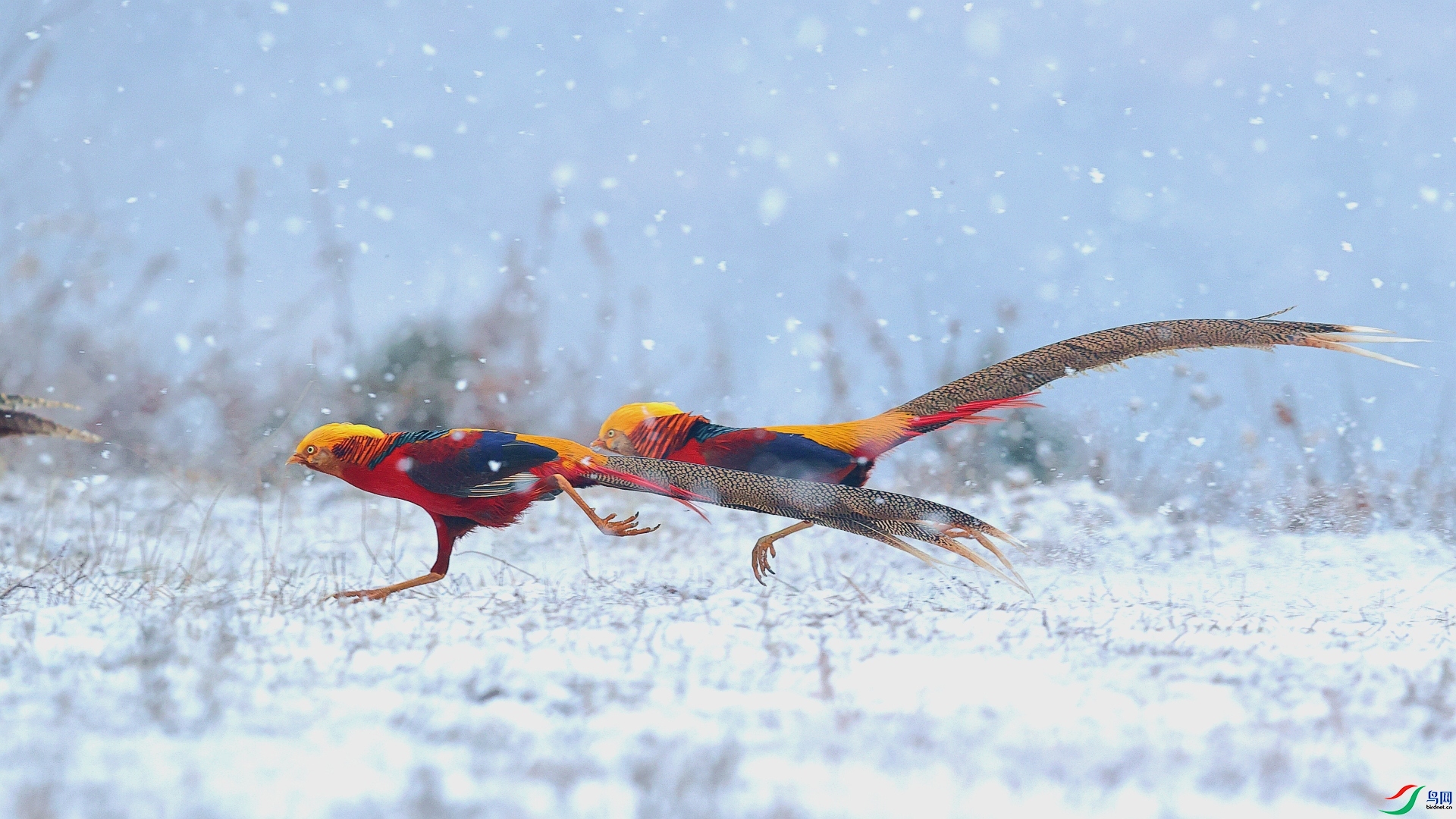 ѩ�طɱ� ���� ��Ұ�Ÿ� ��һ.jpg