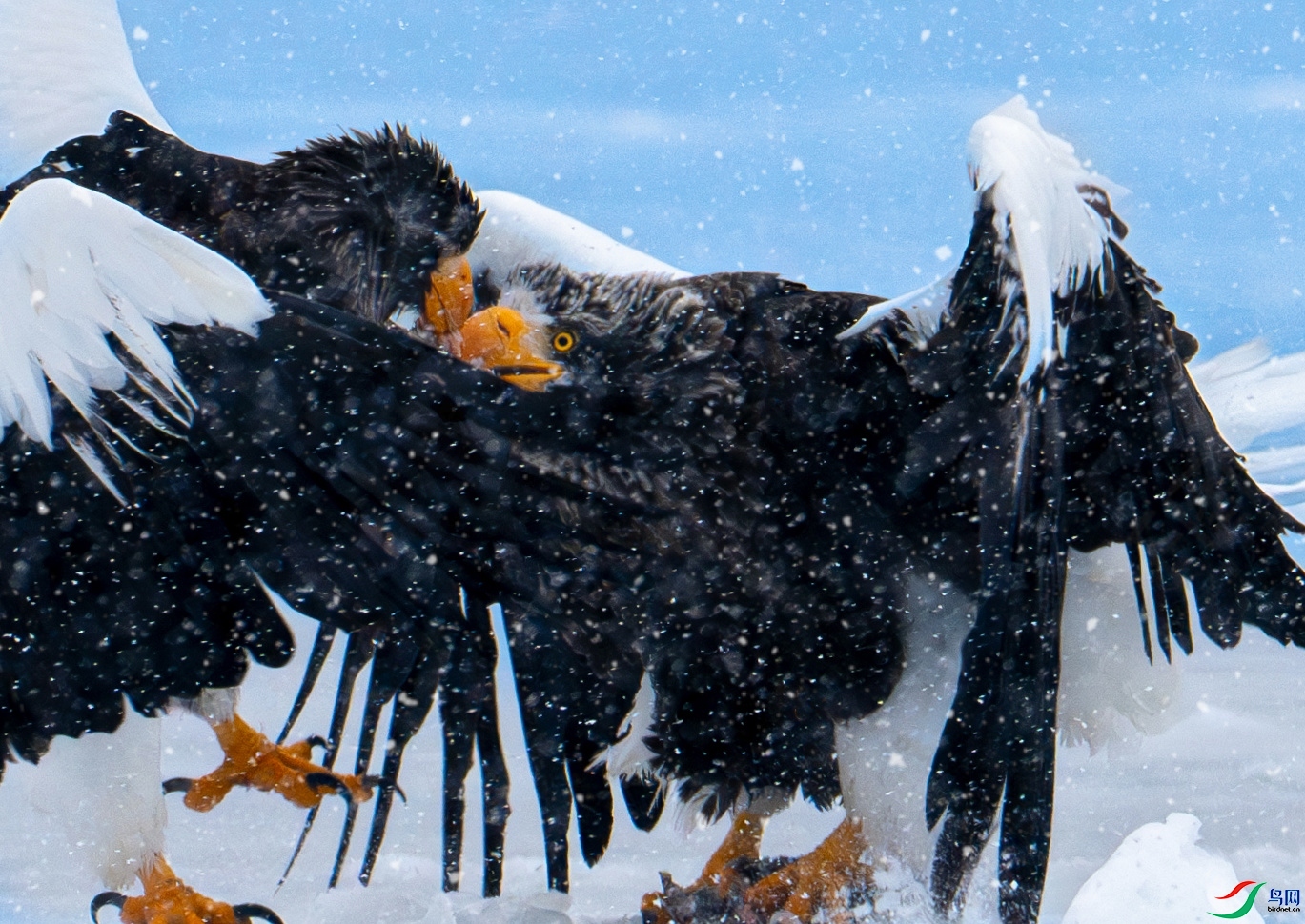 ѩ����ӵ ���� ��Ϳ�ֺ�Ϳ ����.jpeg