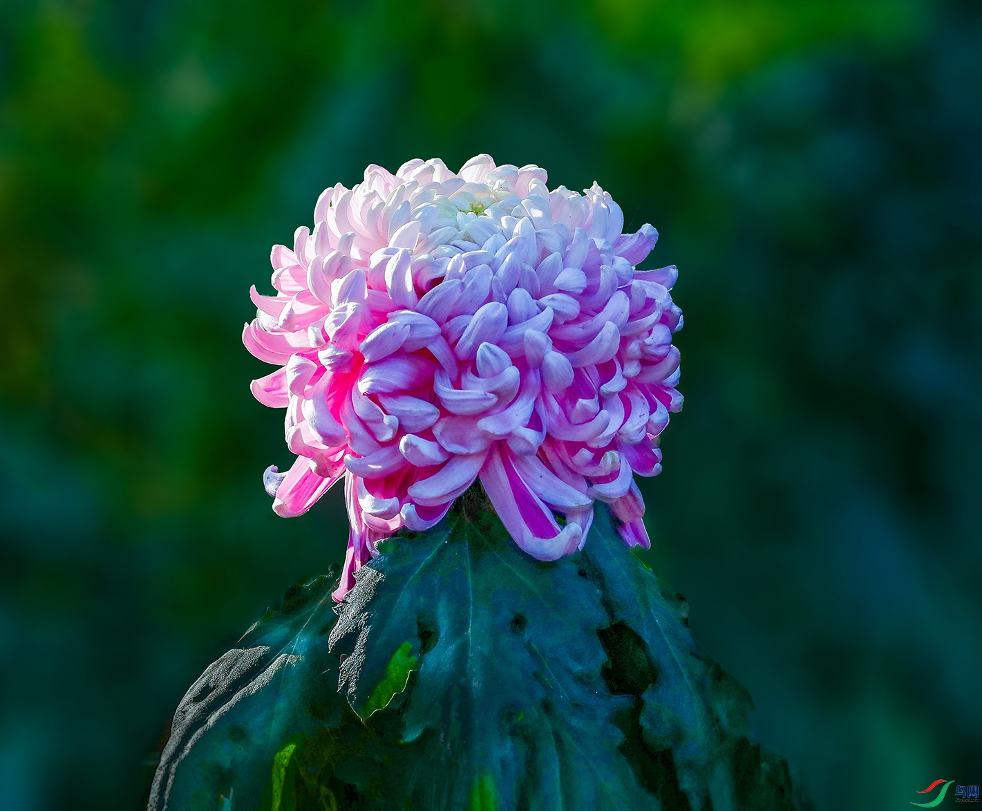 0000583A0302 ������� 1000k.jpg