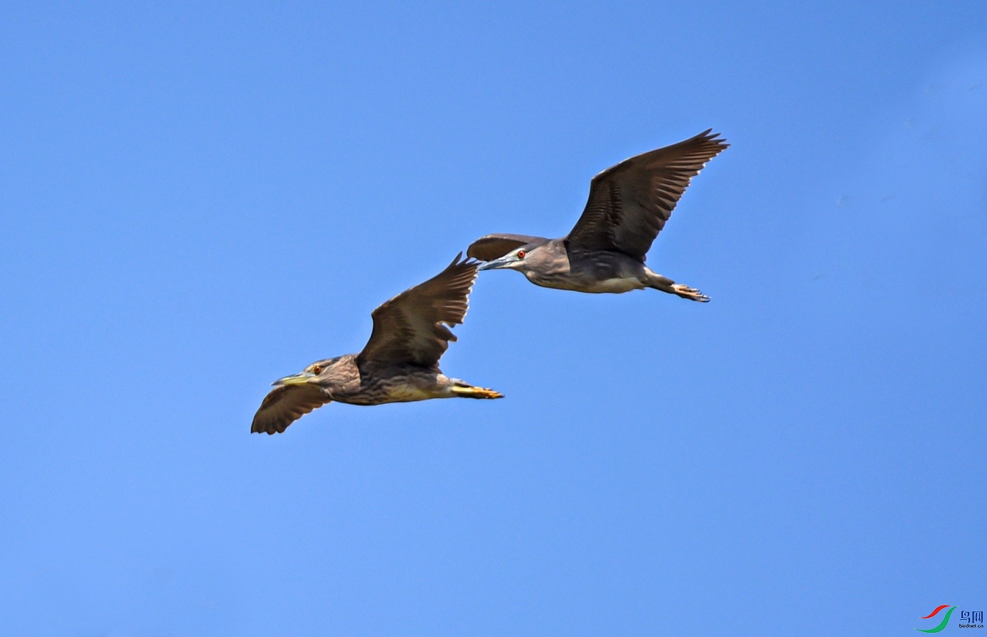 DSC_9321-1.jpg