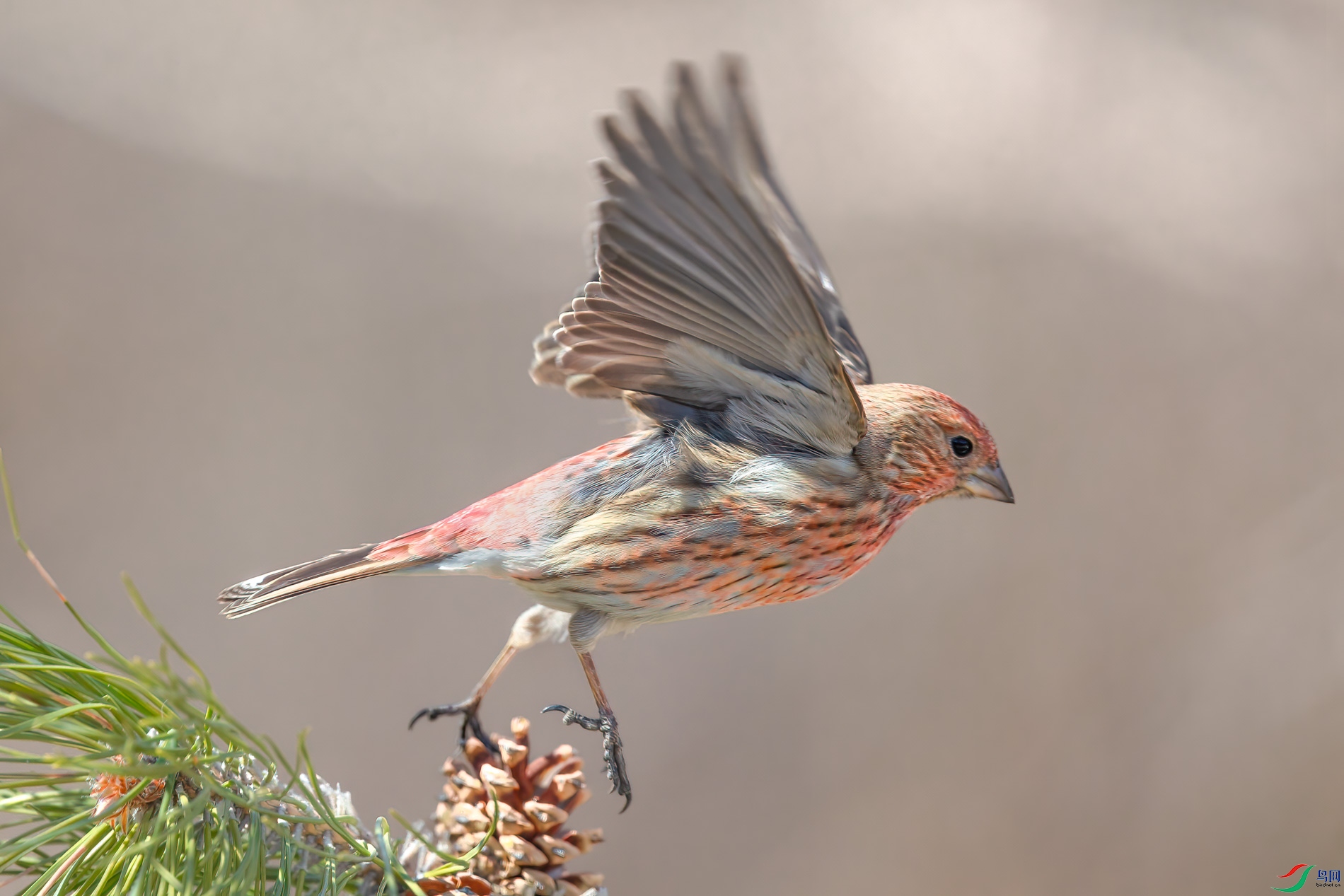 AQ4P7517-1.jpg