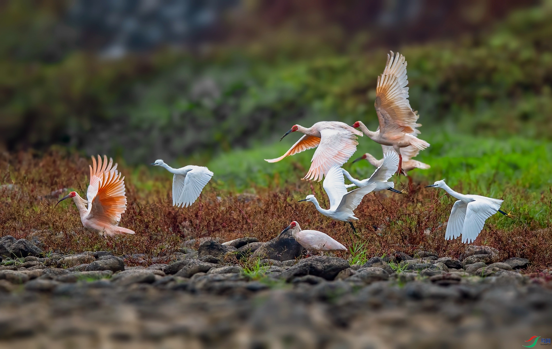 DSC_3762 ����_����.jpg