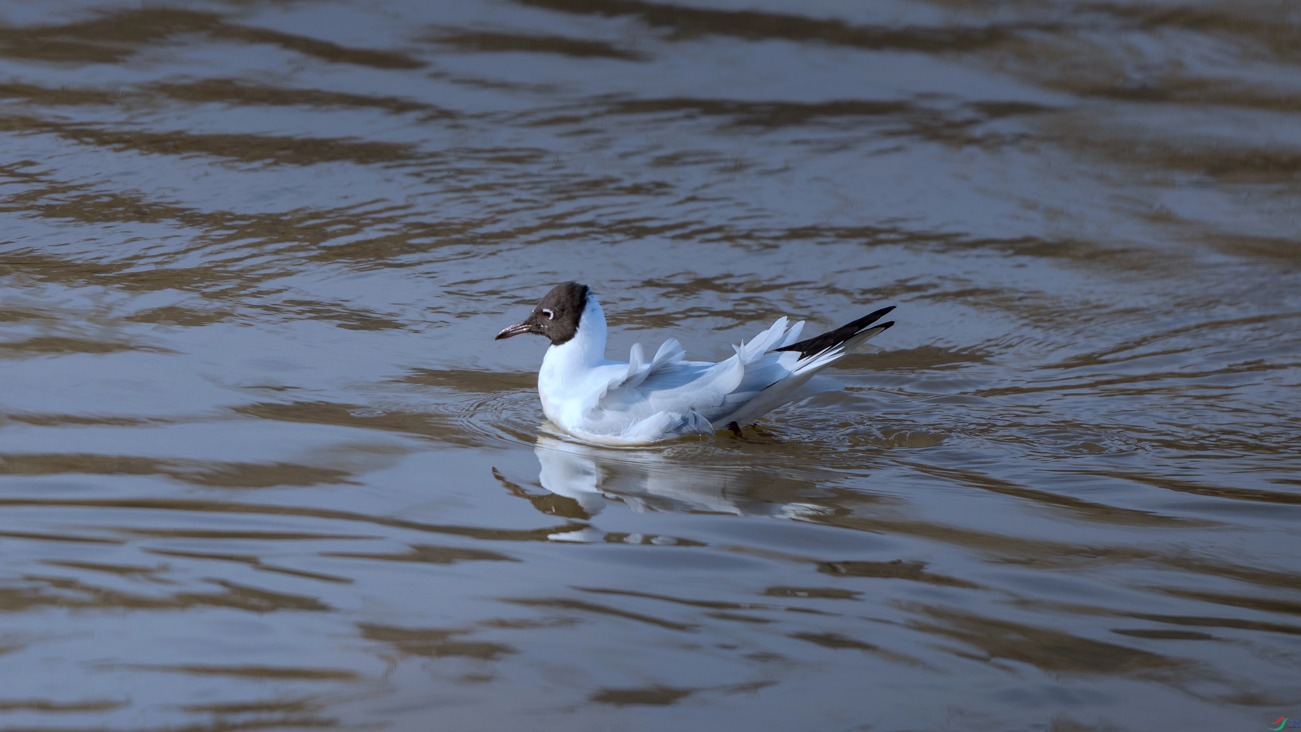 ����˹Ÿ - ����.jpg