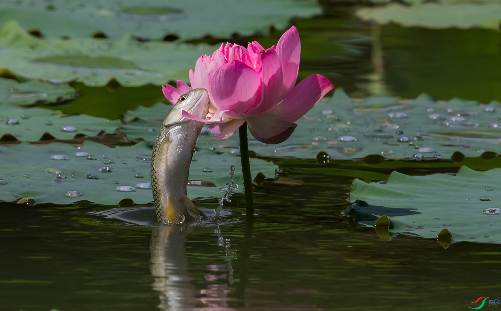 DSC_7118.jpg
