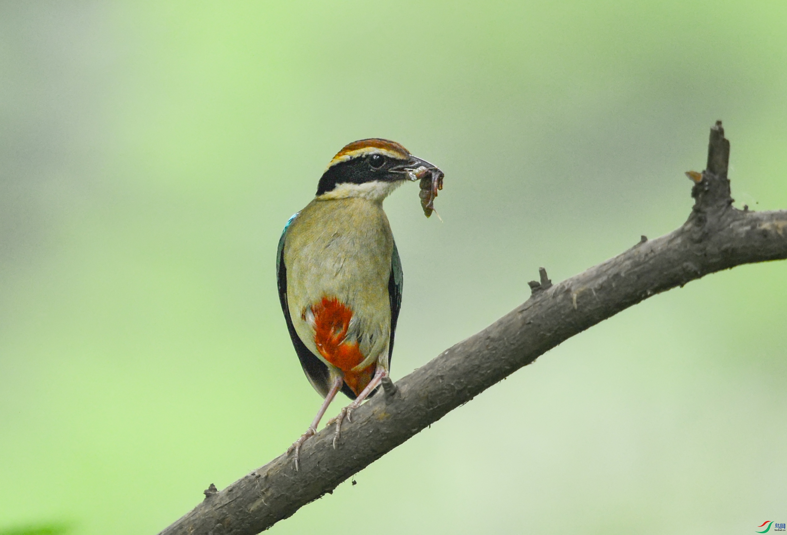 DSC_7867.jpg