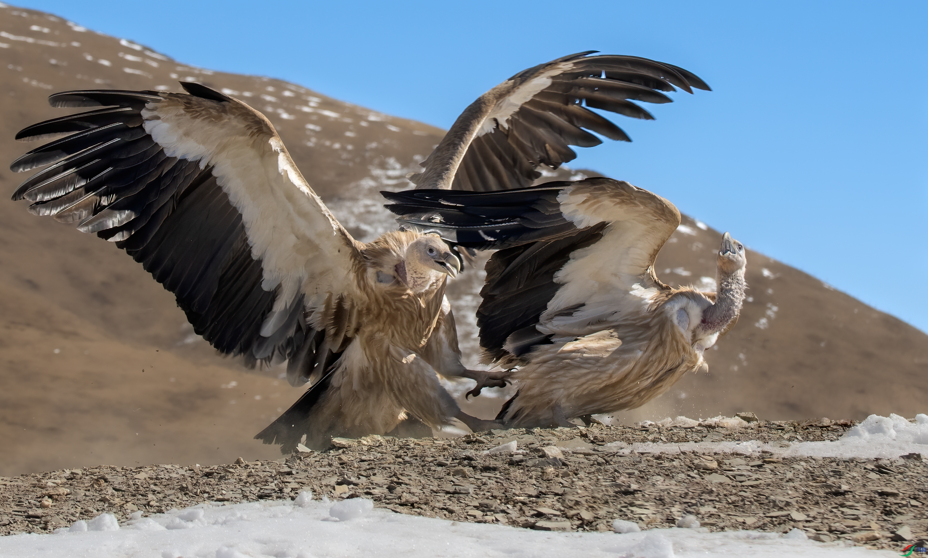 DSC_1538-1.jpg