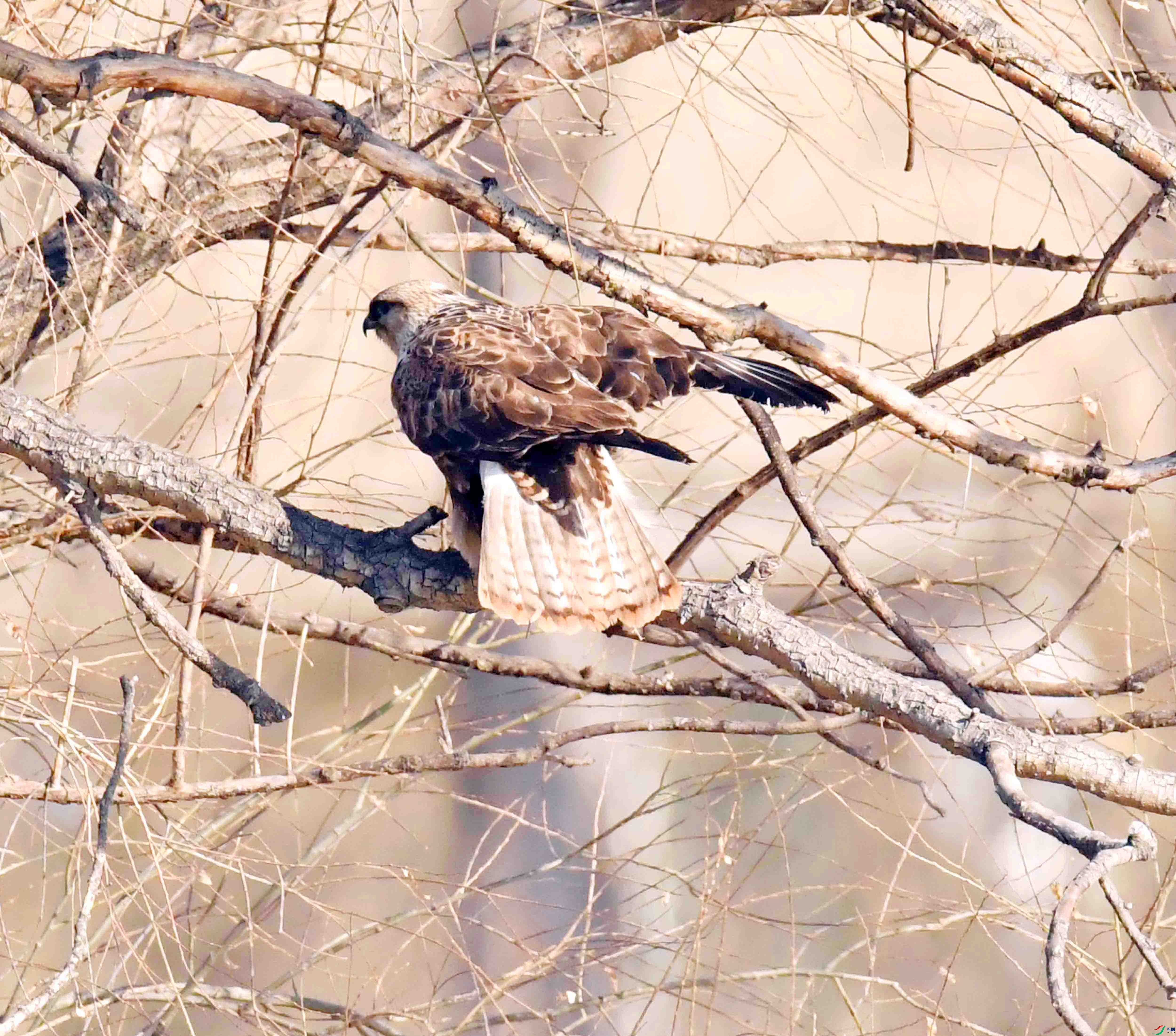 DSC_0613.JPG