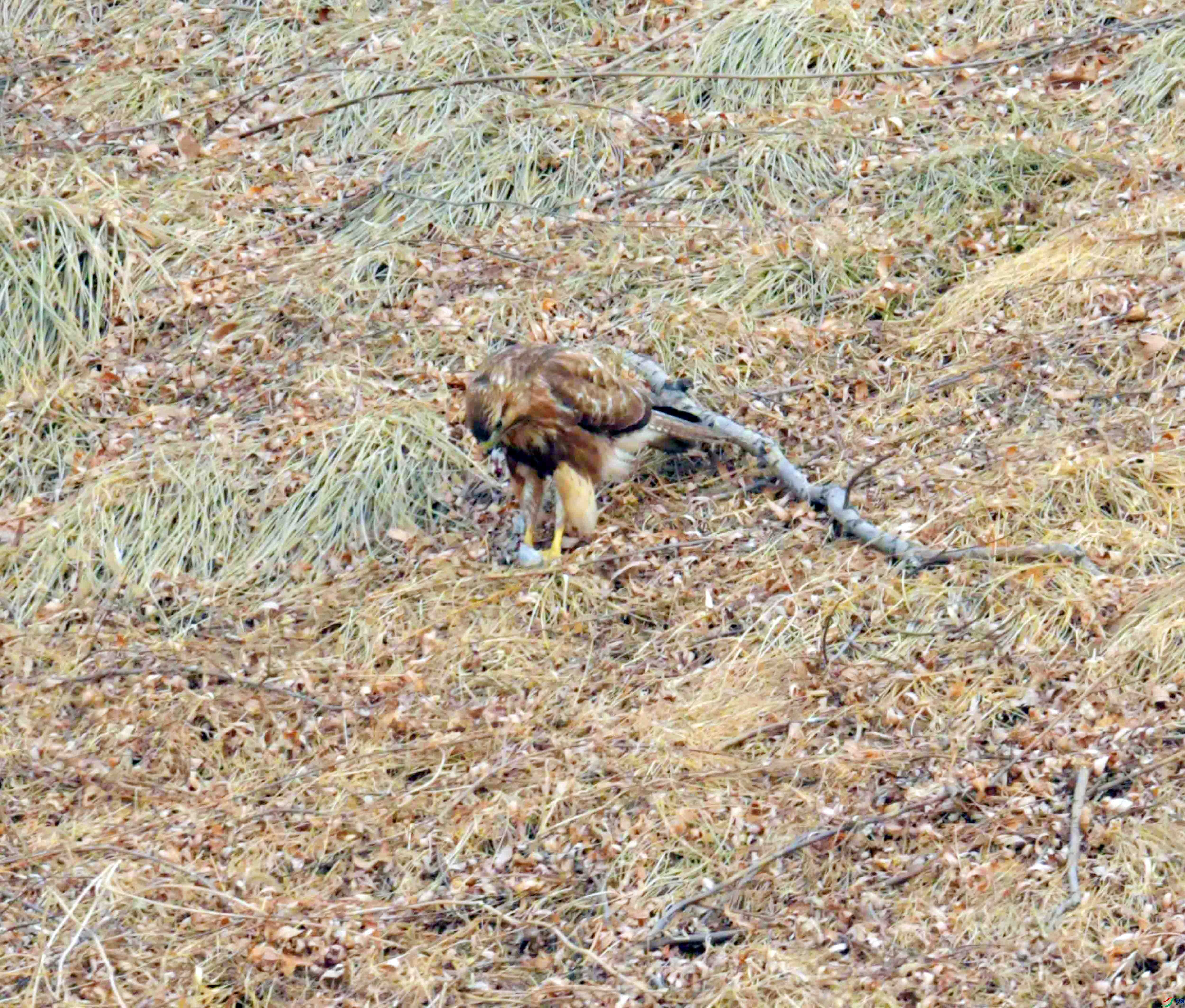 DSC_2648.JPG