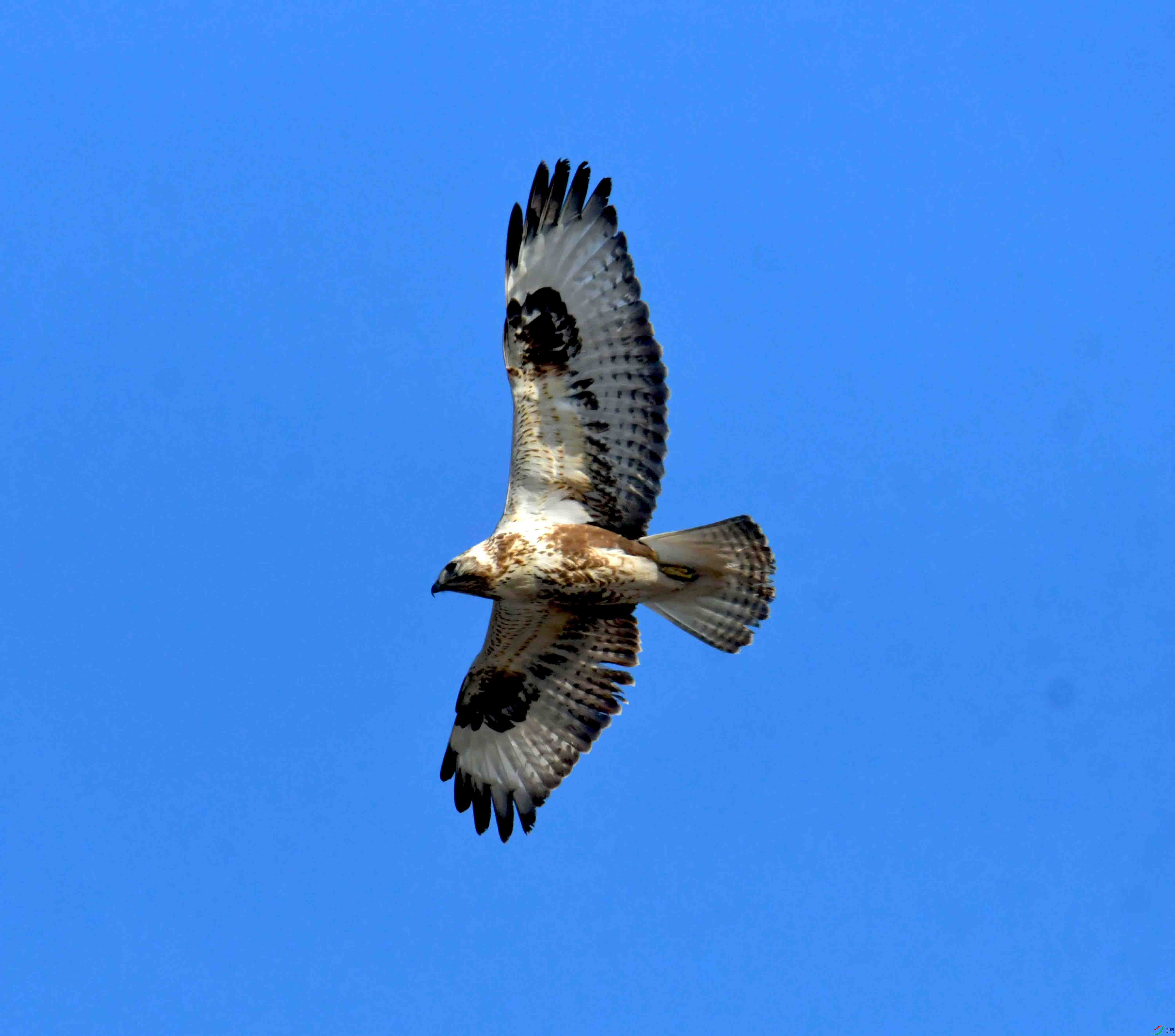 DSC_2637.JPG