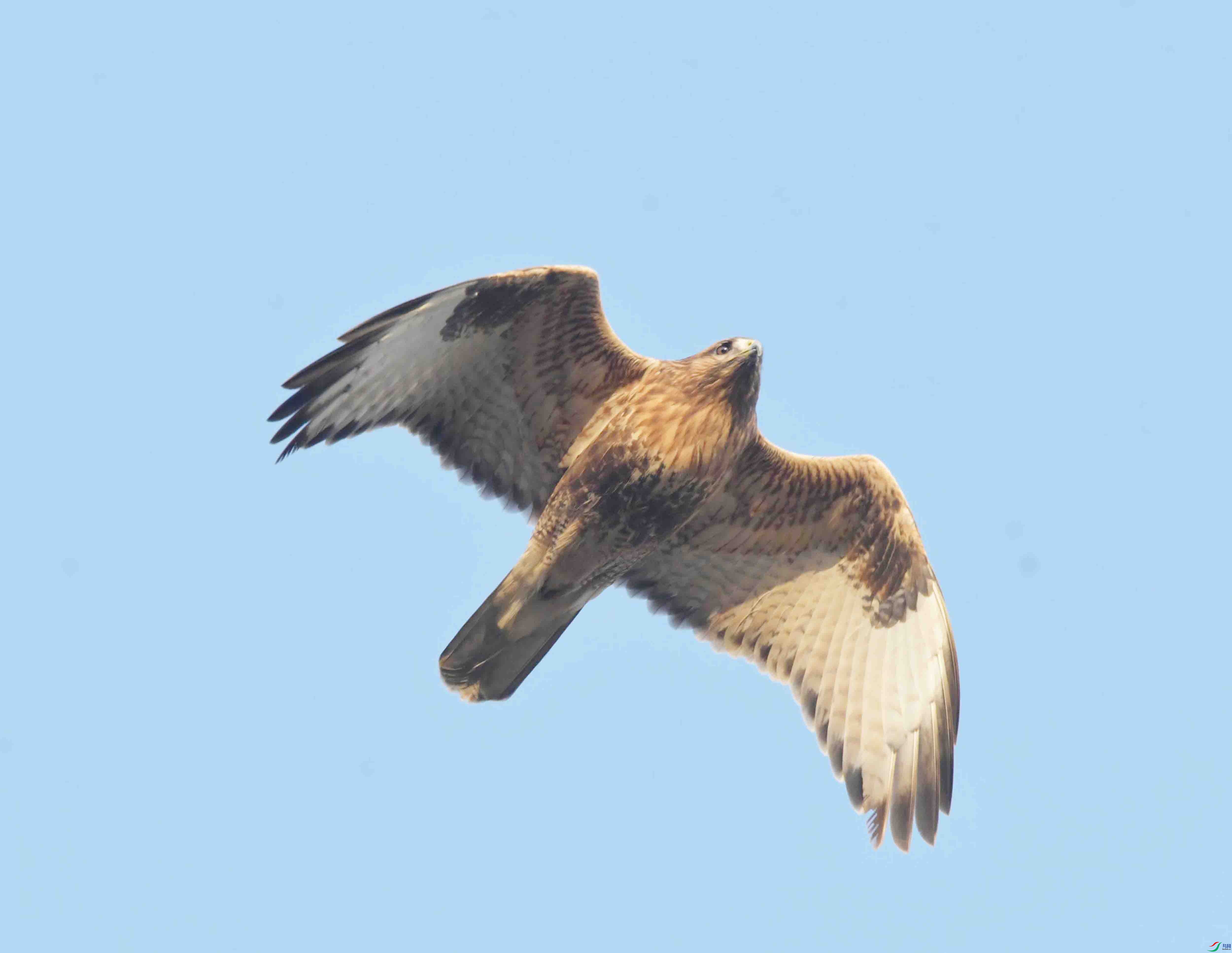 DSC_9083.JPG