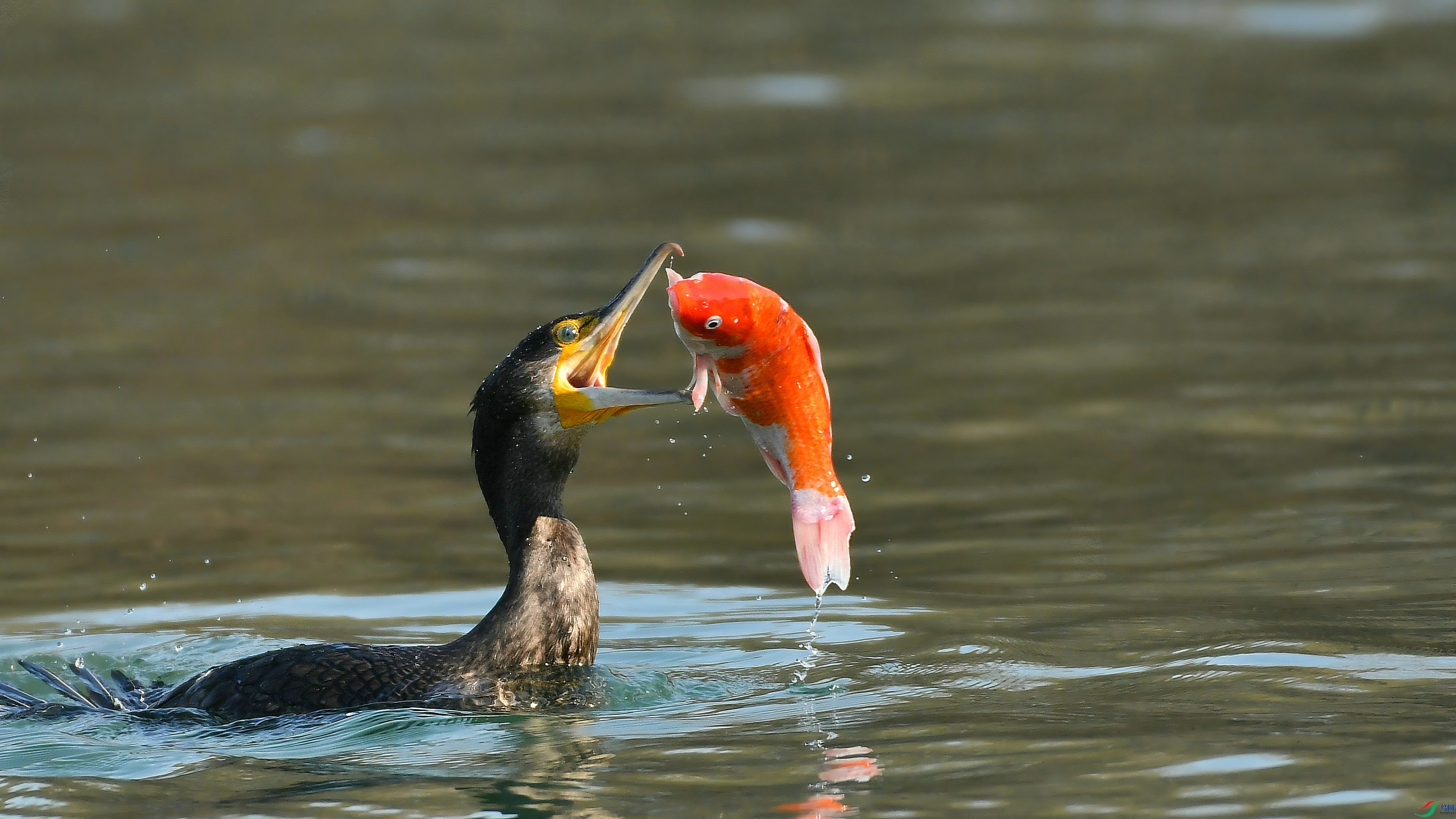 DSC_2048.JPG
