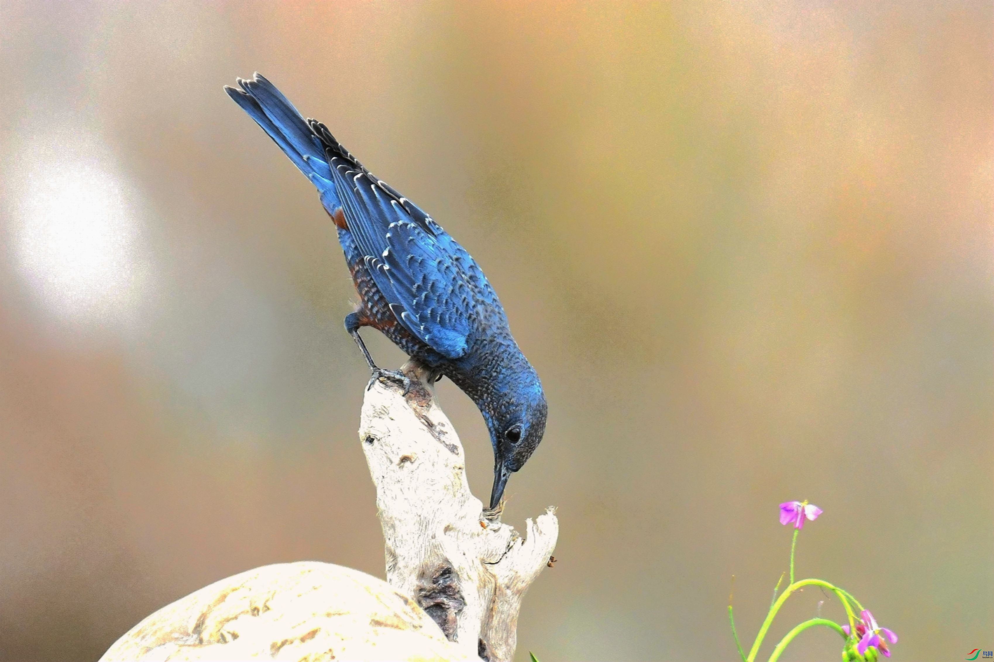 DSC_8489_����.jpg