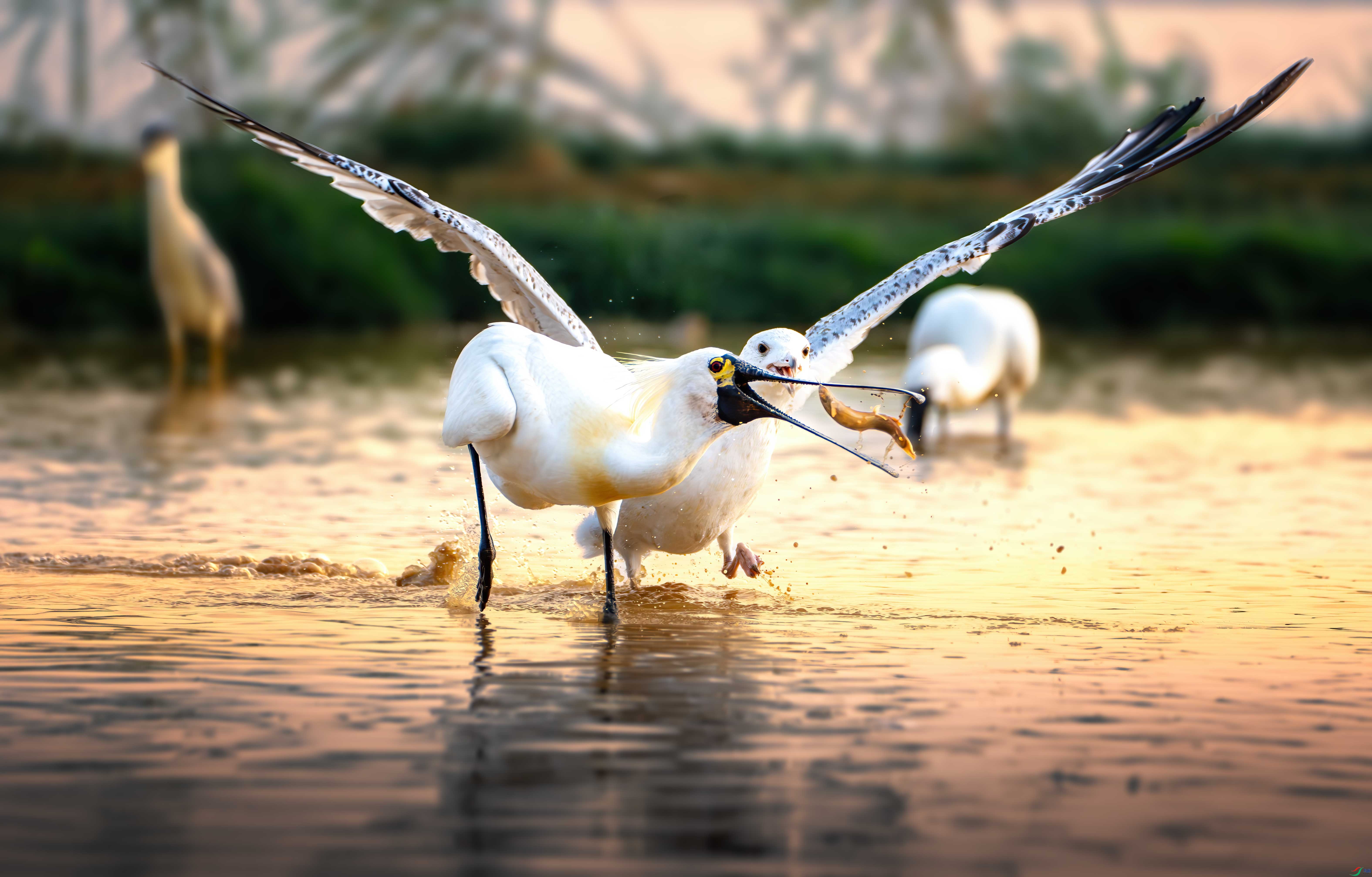 ��������